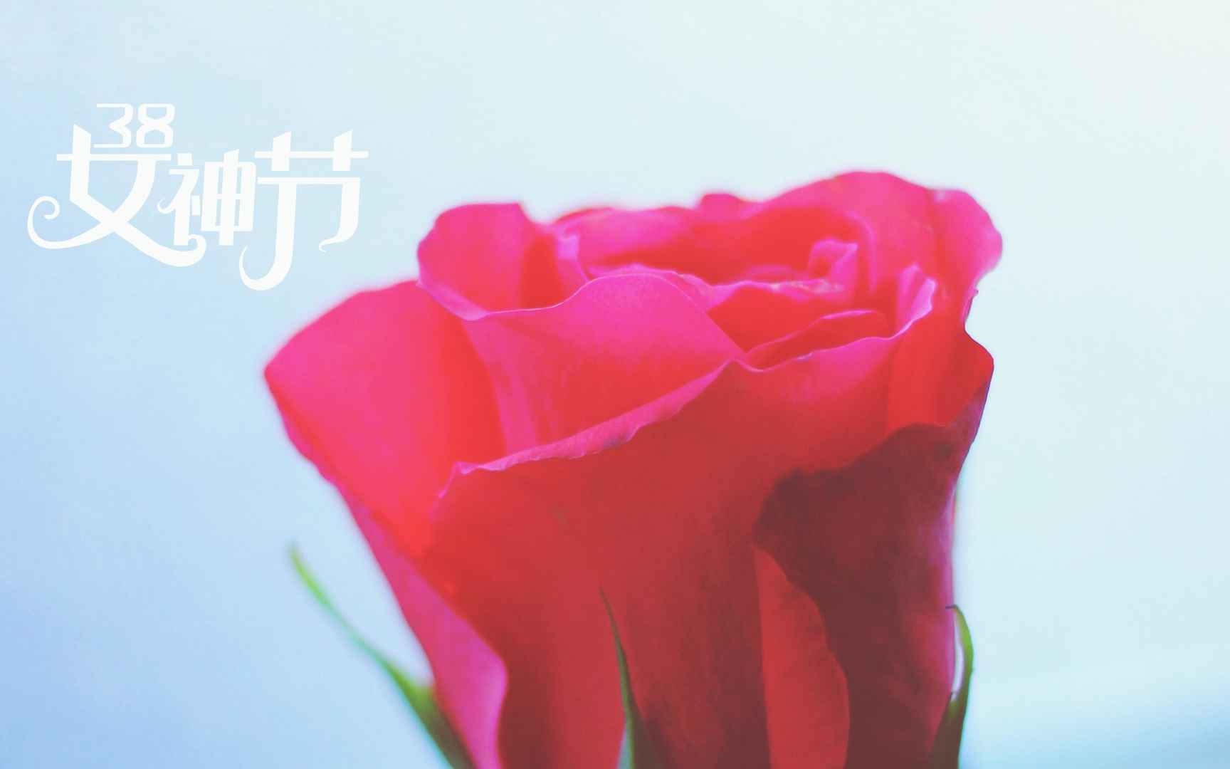 38女神节之玫瑰花图片