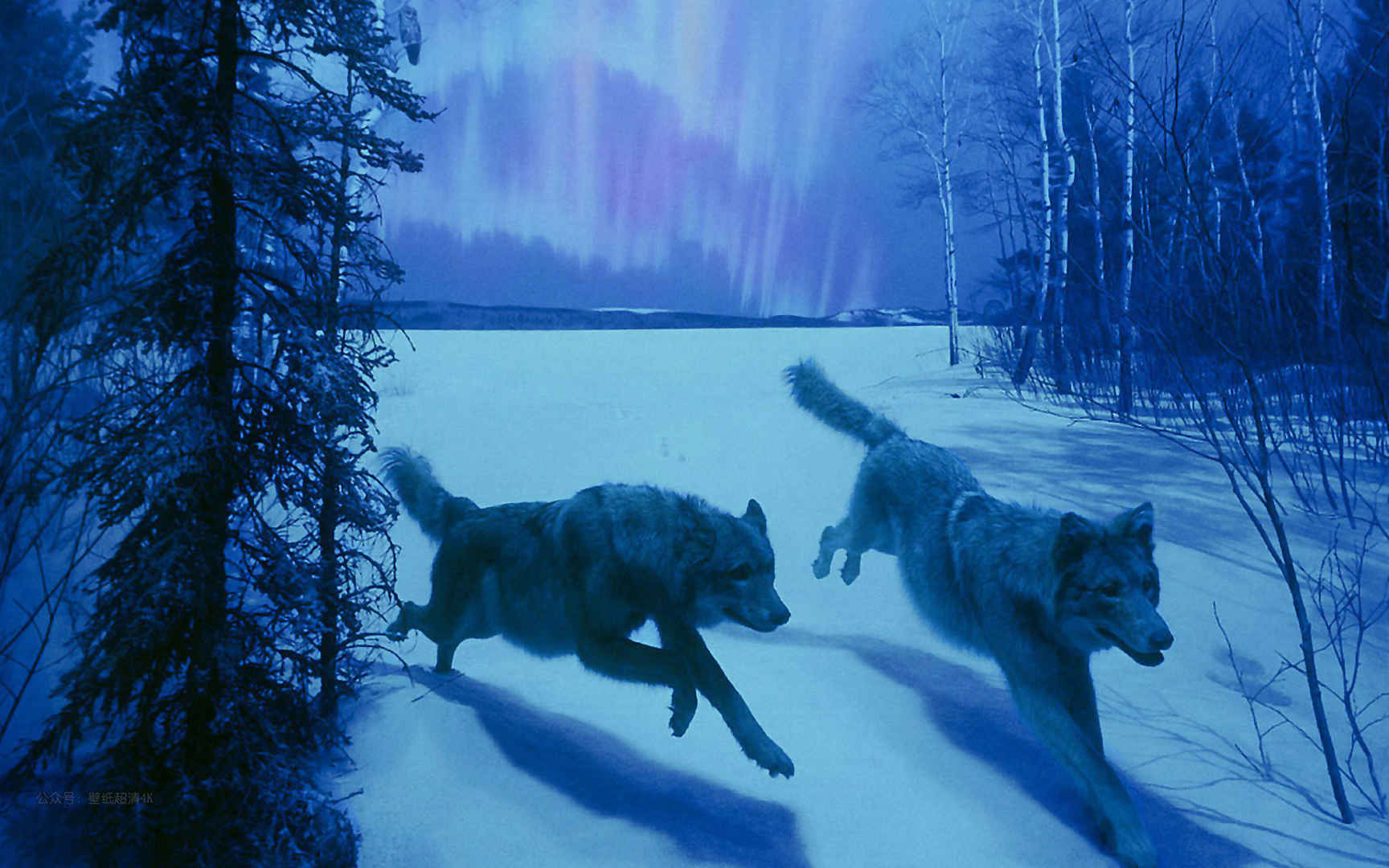 雪地里追跑的狼高清电脑壁纸图片