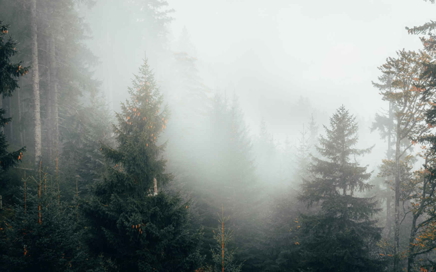 迷雾森林自然景色图片