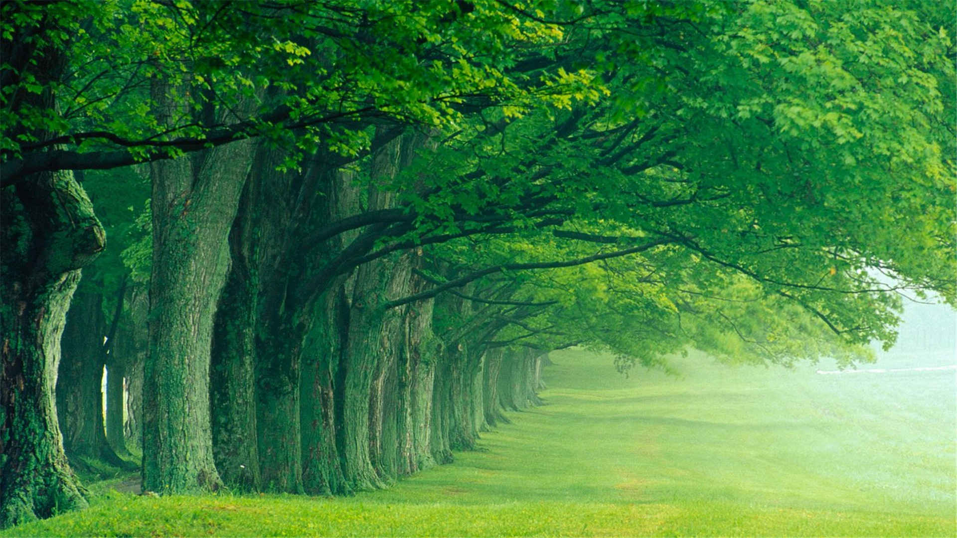 绿色森林景色养眼壁纸-