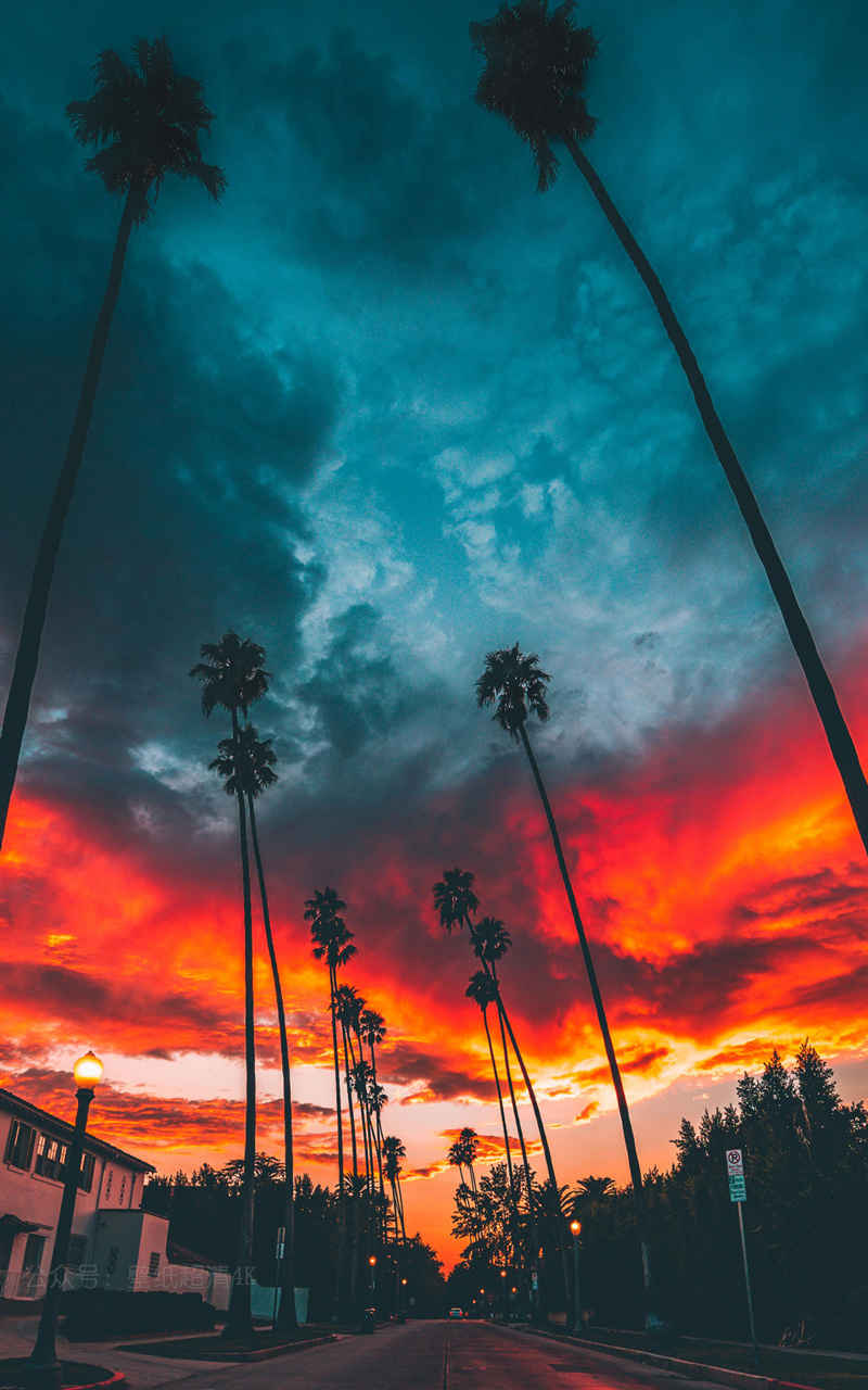 夕阳下的城市街道棕榈树手机壁纸-
