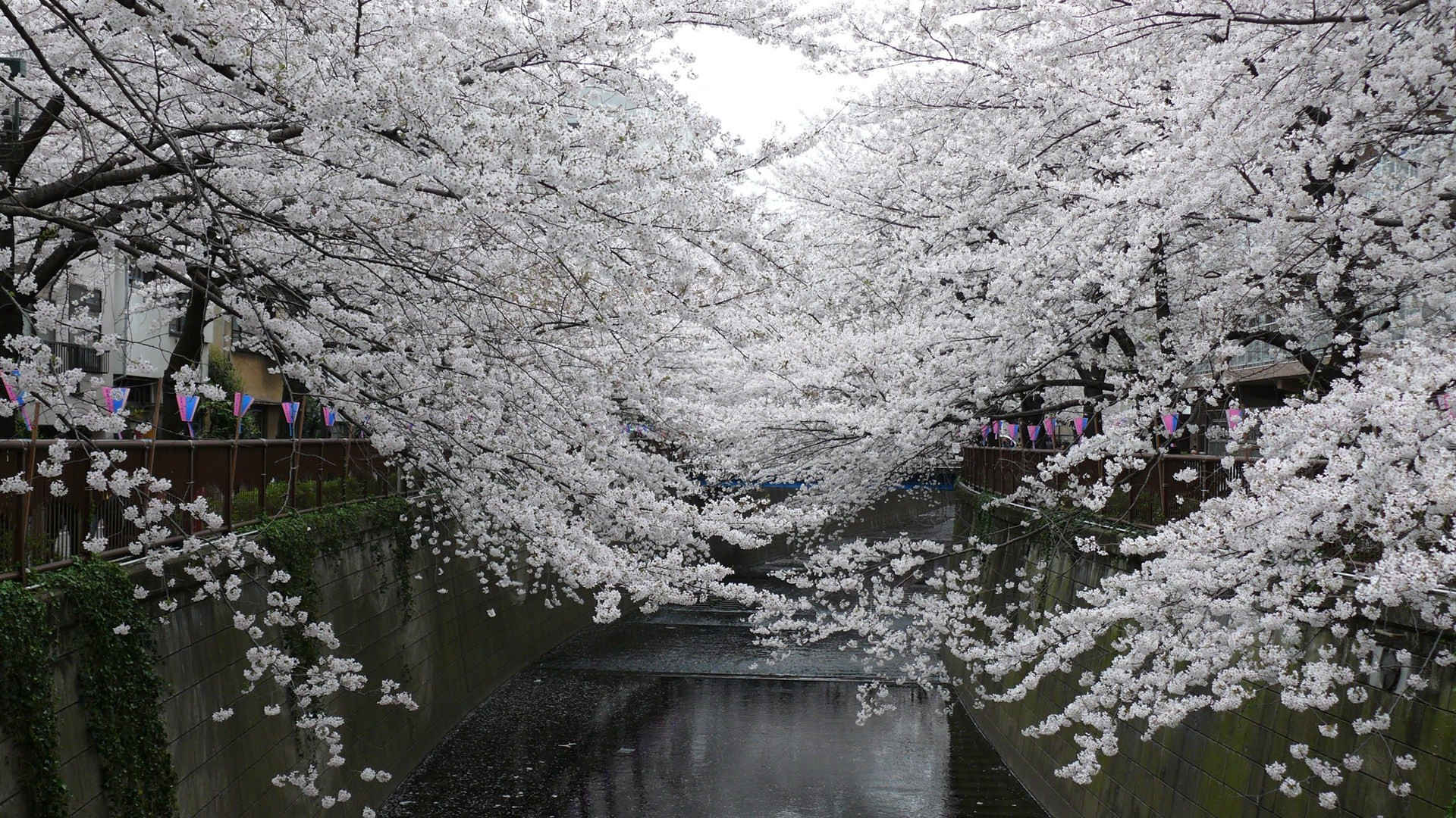 东京樱花景色壁纸