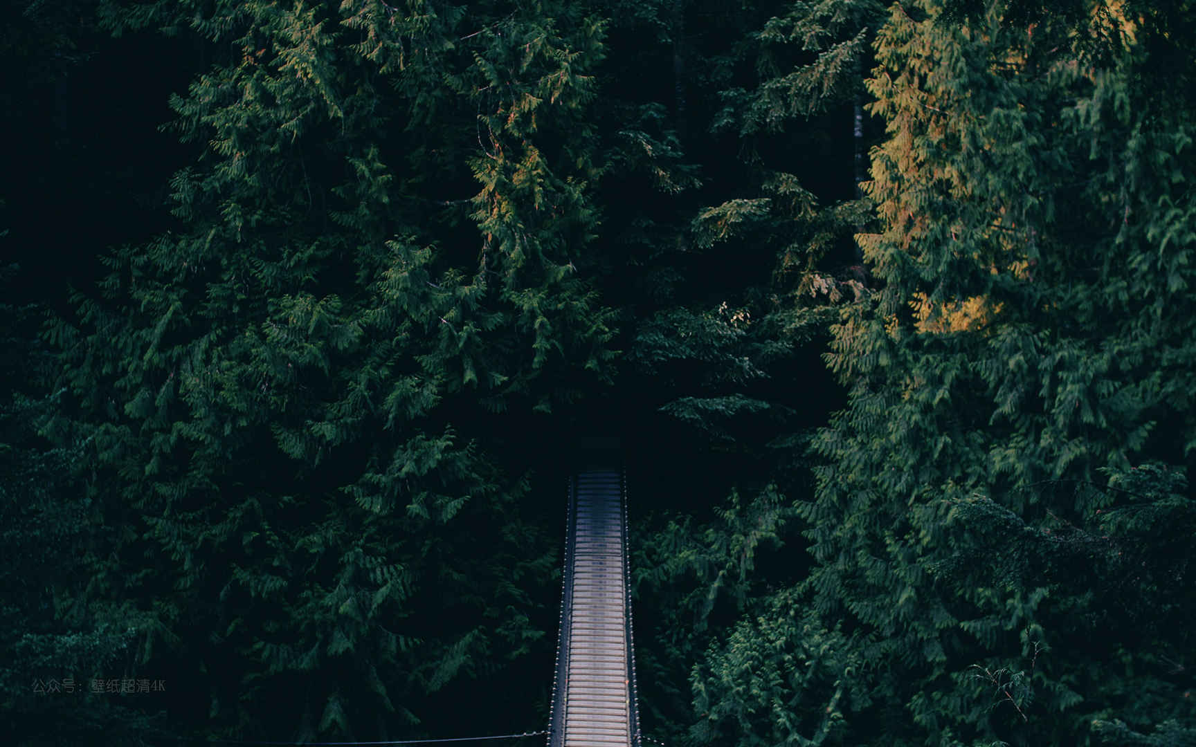 茂密的森林铁索桥电脑壁纸图片-