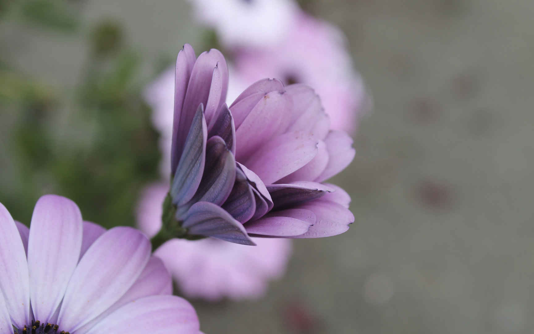 漂亮的紫色花朵图片-