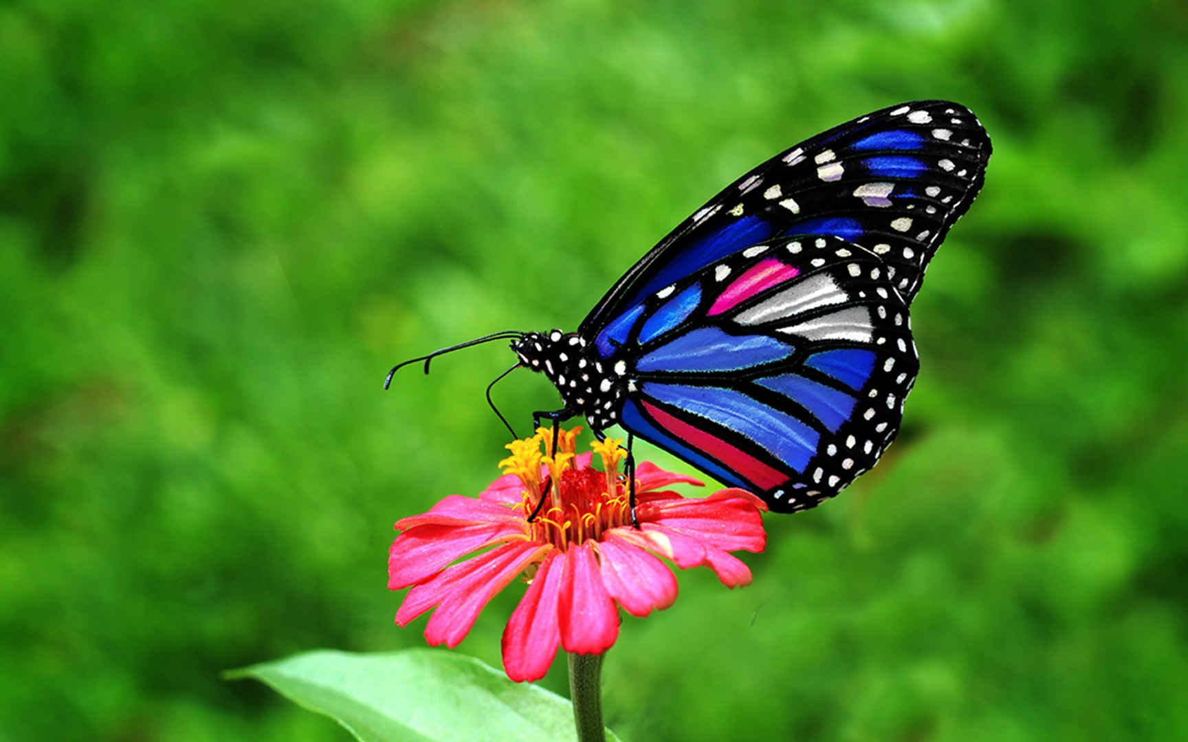 花草上彩色的蝴蝶图片-