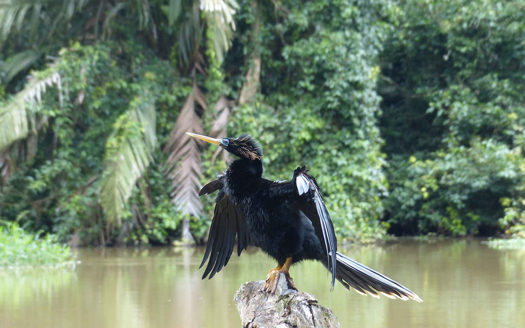 湿地上黑色的水鸟图片-