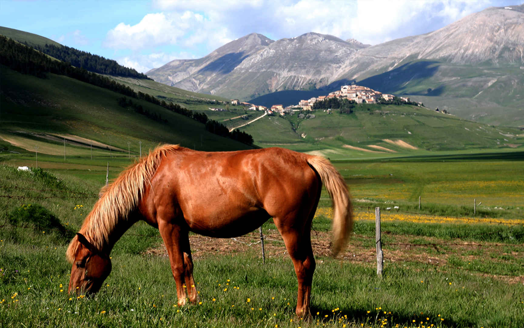 草坪上高大的马匹图片-