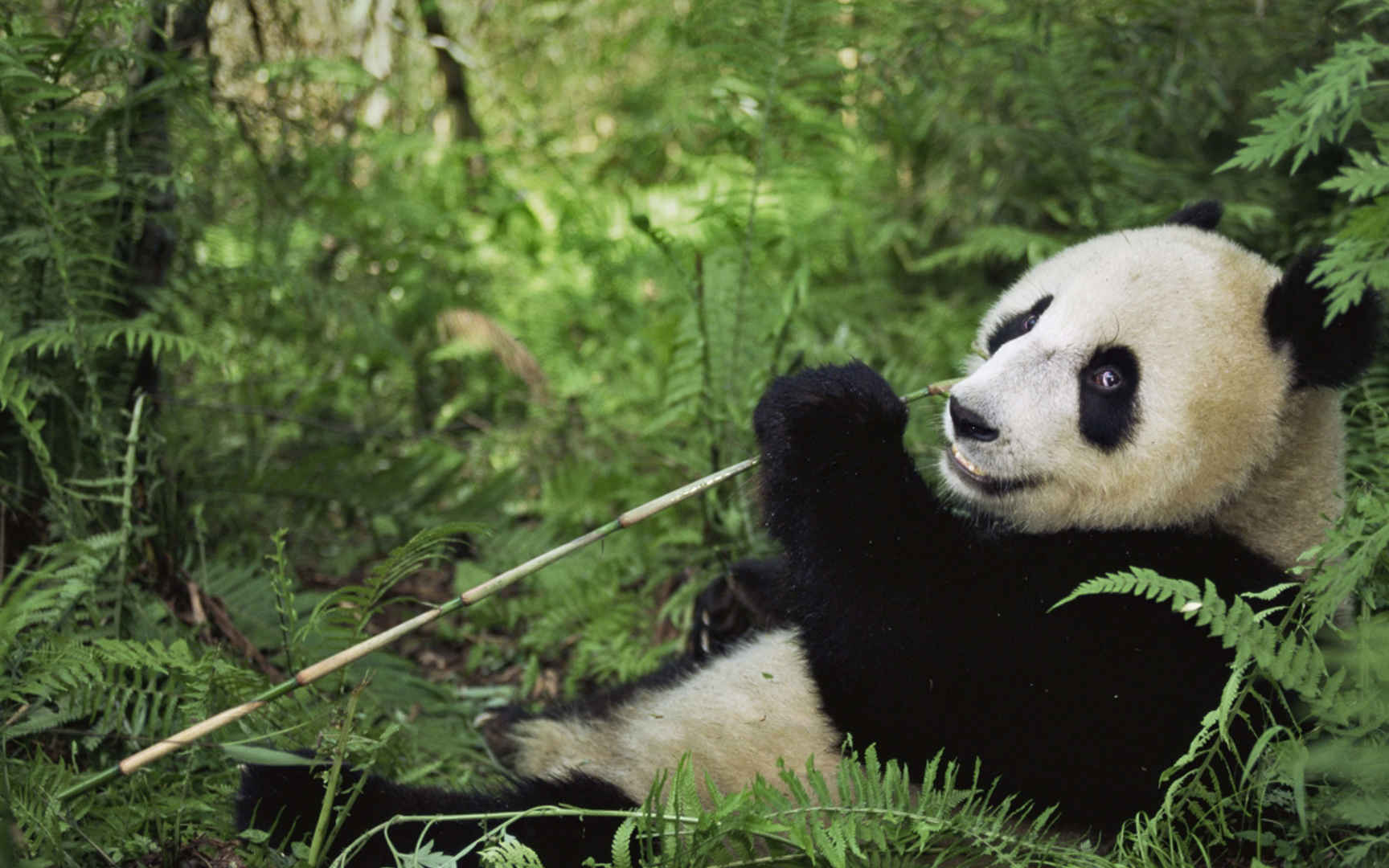 熊猫国宝吃竹子高清桌面壁纸图片