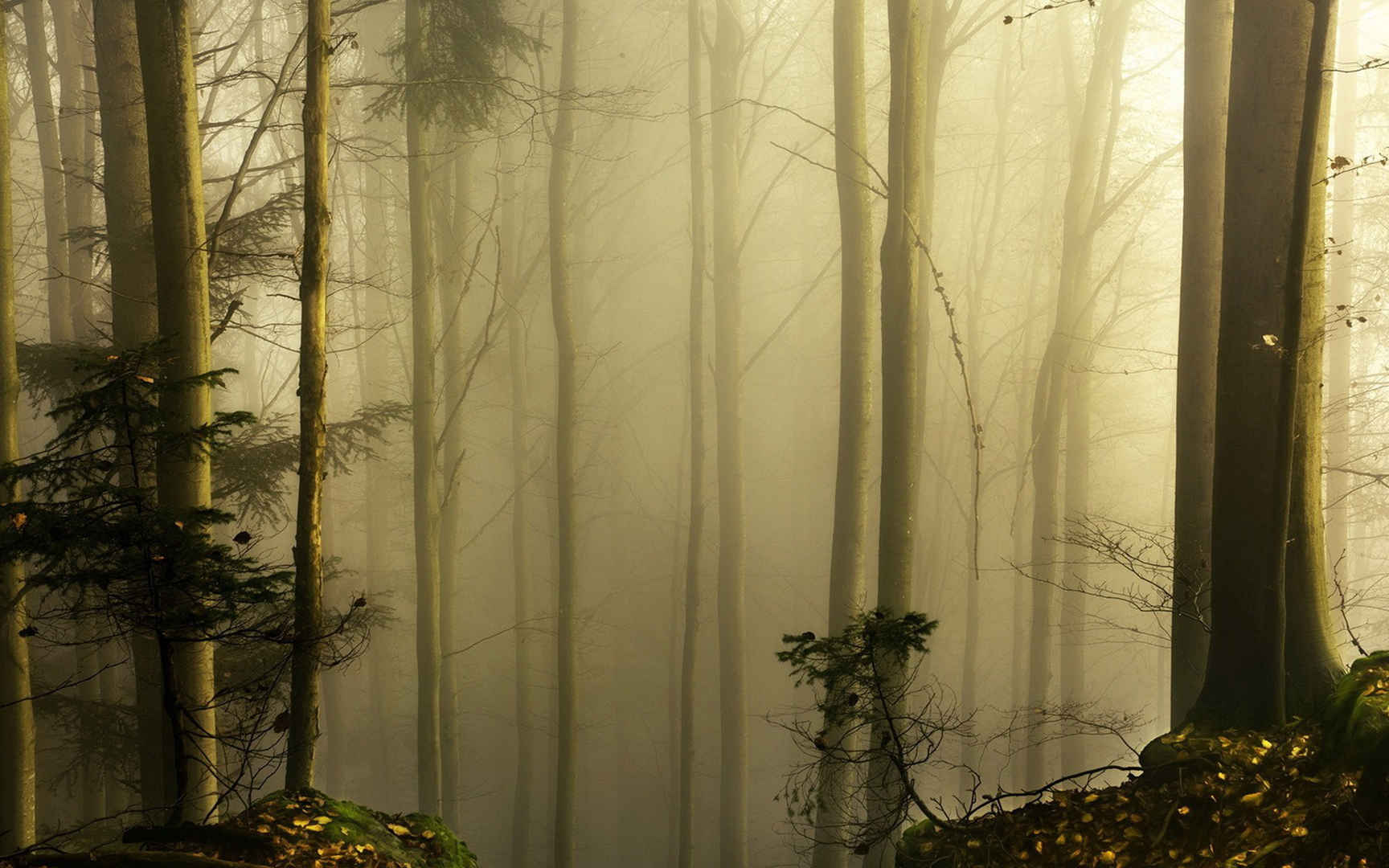 唯美薄雾森林苔藓电脑壁纸图片