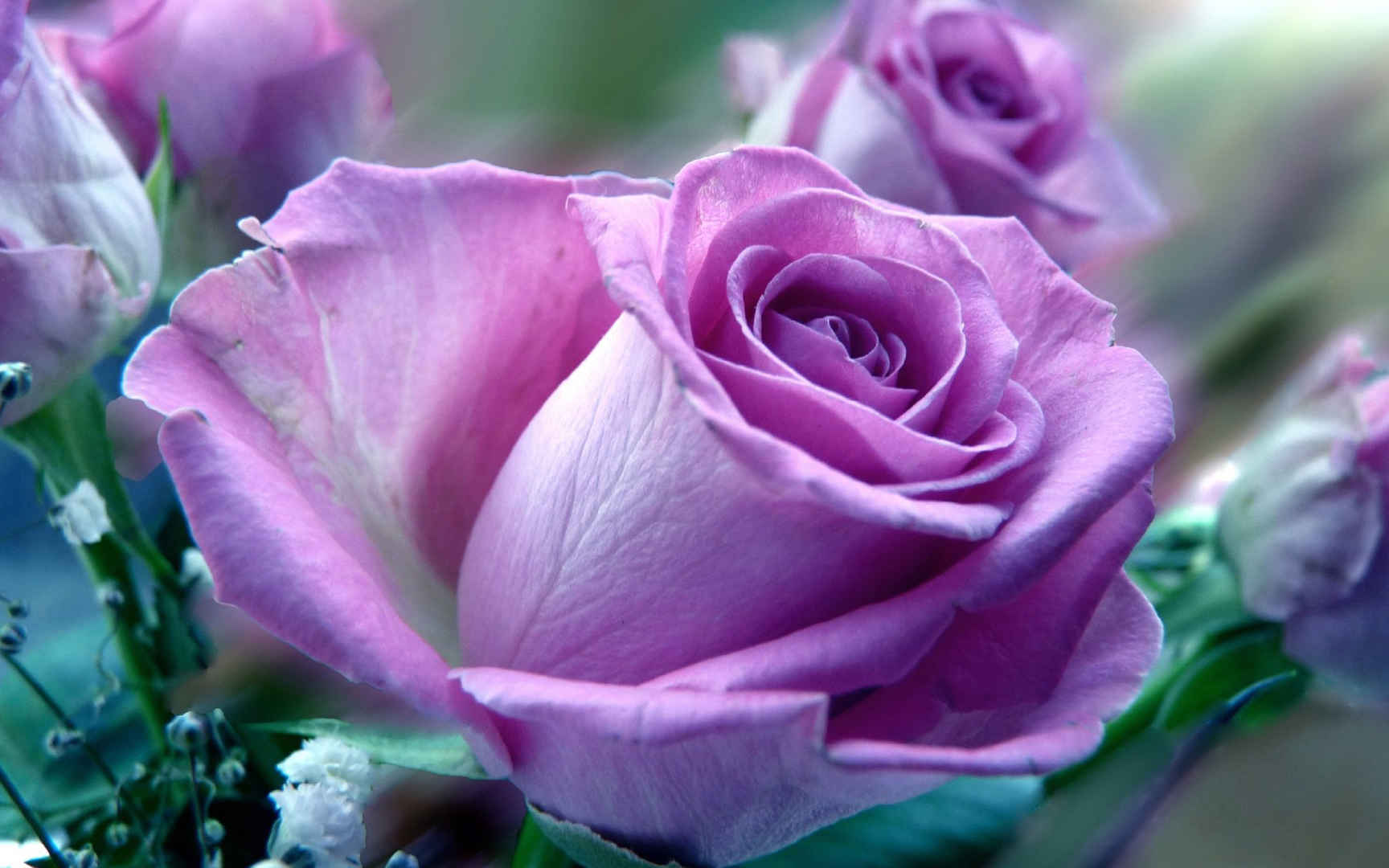 紫色的玫瑰高清桌面壁纸图片