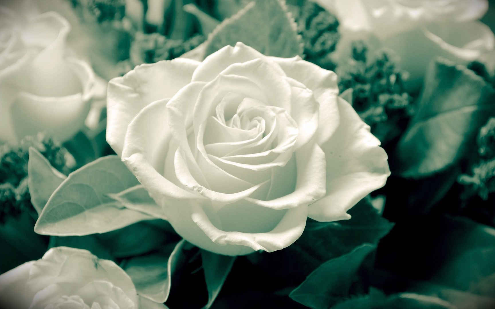 白色的玫瑰高清桌面壁纸图片