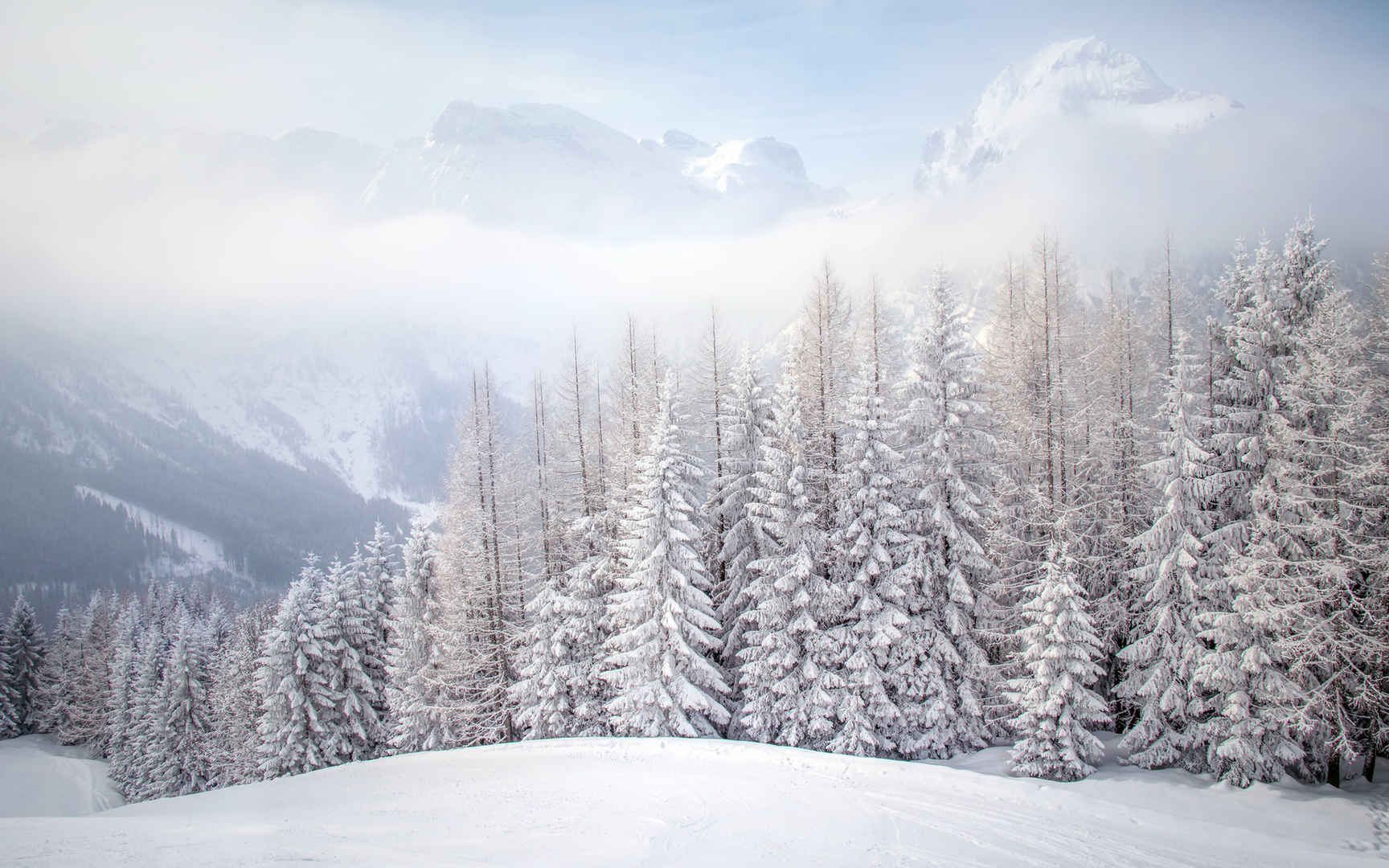 冬天被雪堆积的树林高清壁纸图片