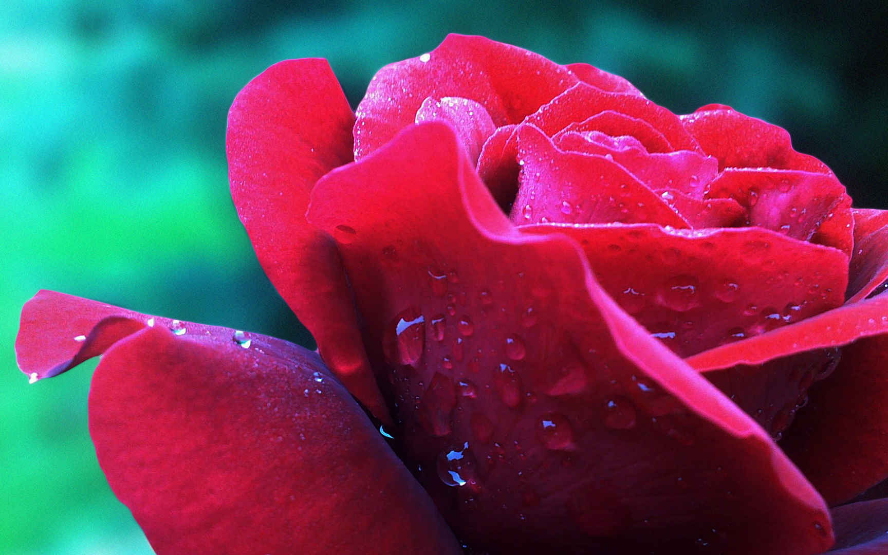 滴水露珠红色玫瑰高清壁纸图片