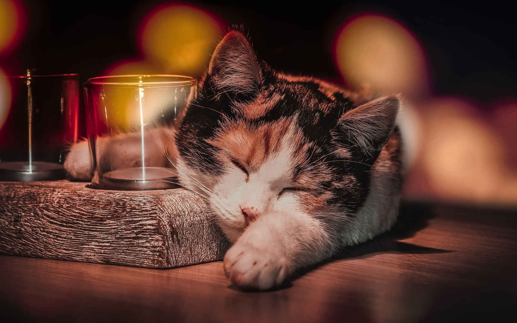 醉酒的猫咪睡觉高清桌面壁纸图片