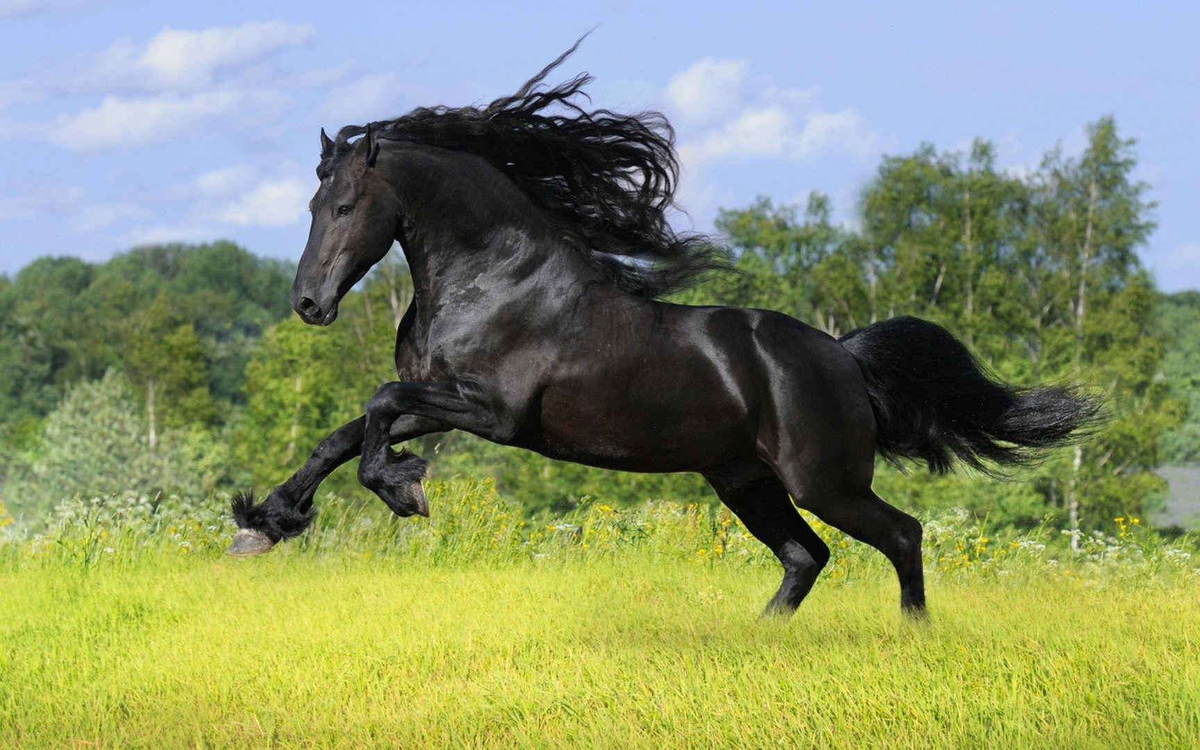 草原上奔跑的黑马高清壁纸图片