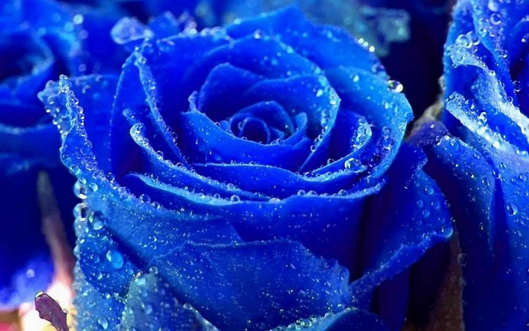 娇艳欲滴的蓝色玫瑰高清壁纸图片