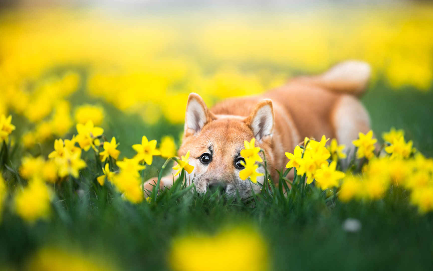 花丛中趴着的可爱柴犬高清壁纸图片