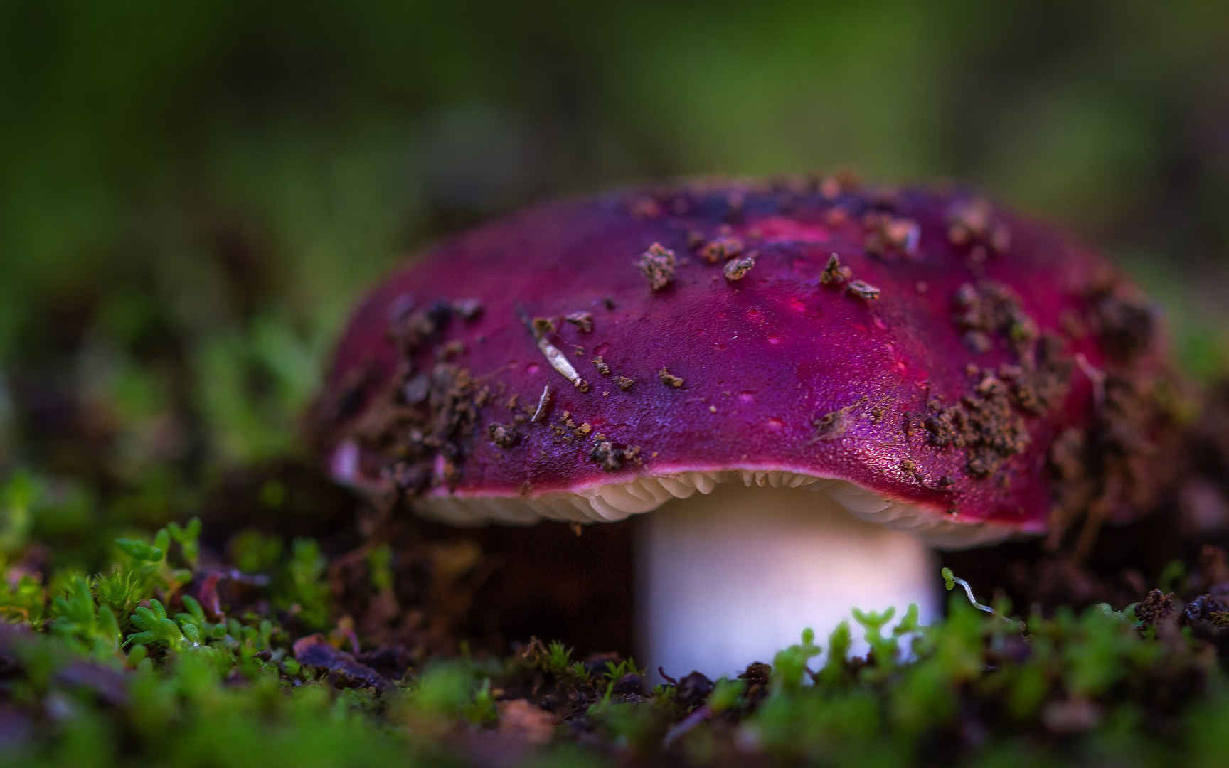 草地上的紫色蘑菇特写电脑壁纸图片