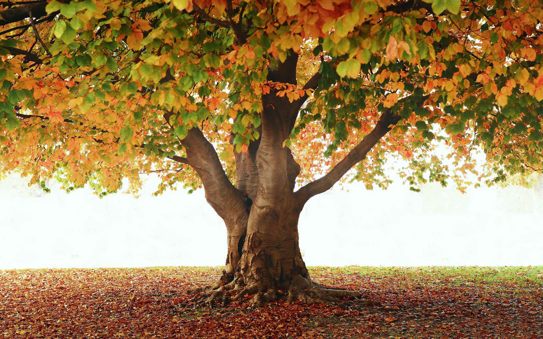 秋天茁壮的大树高清电脑壁纸图片-