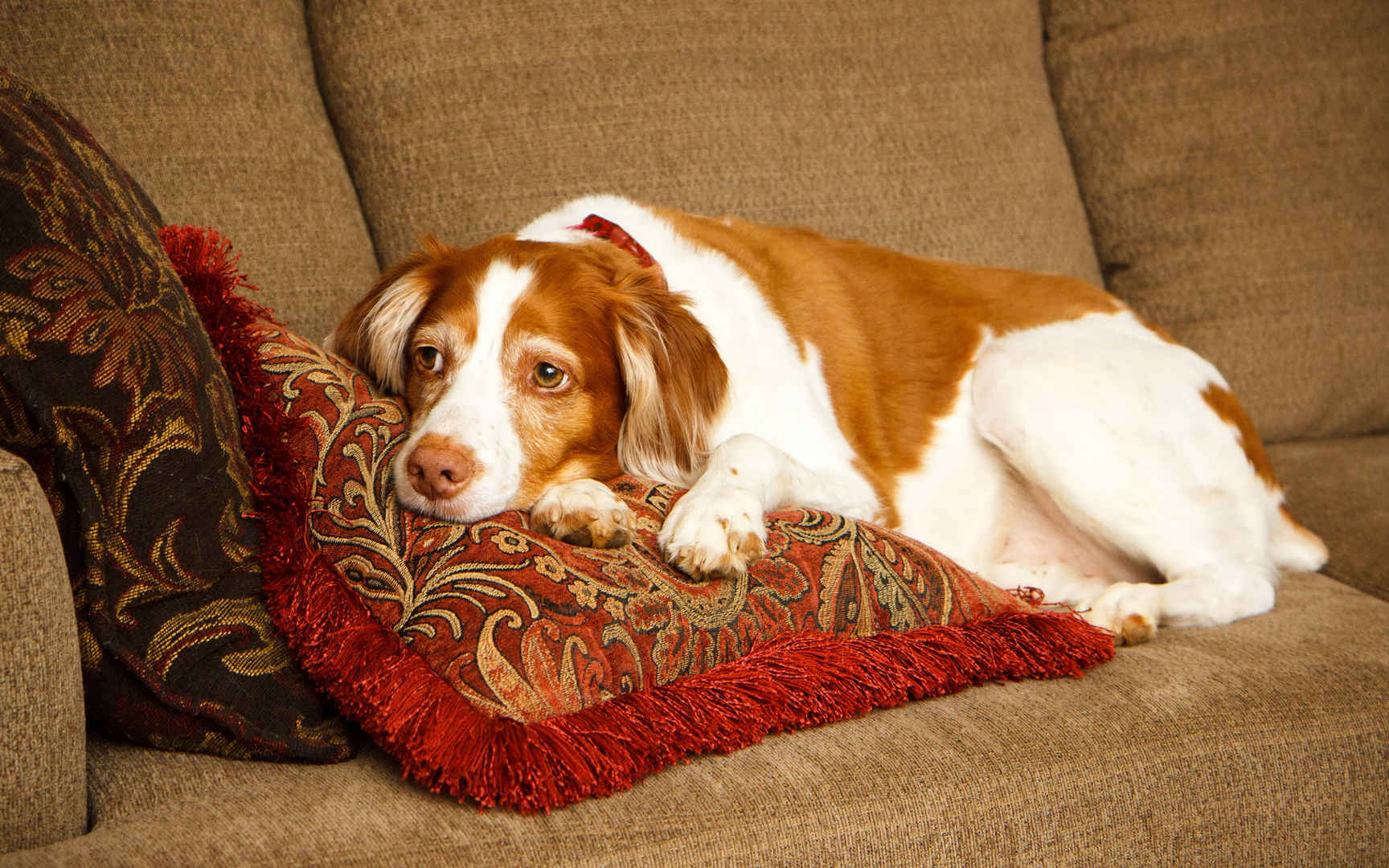 沙发上慵懒的西班牙猎犬壁纸图片