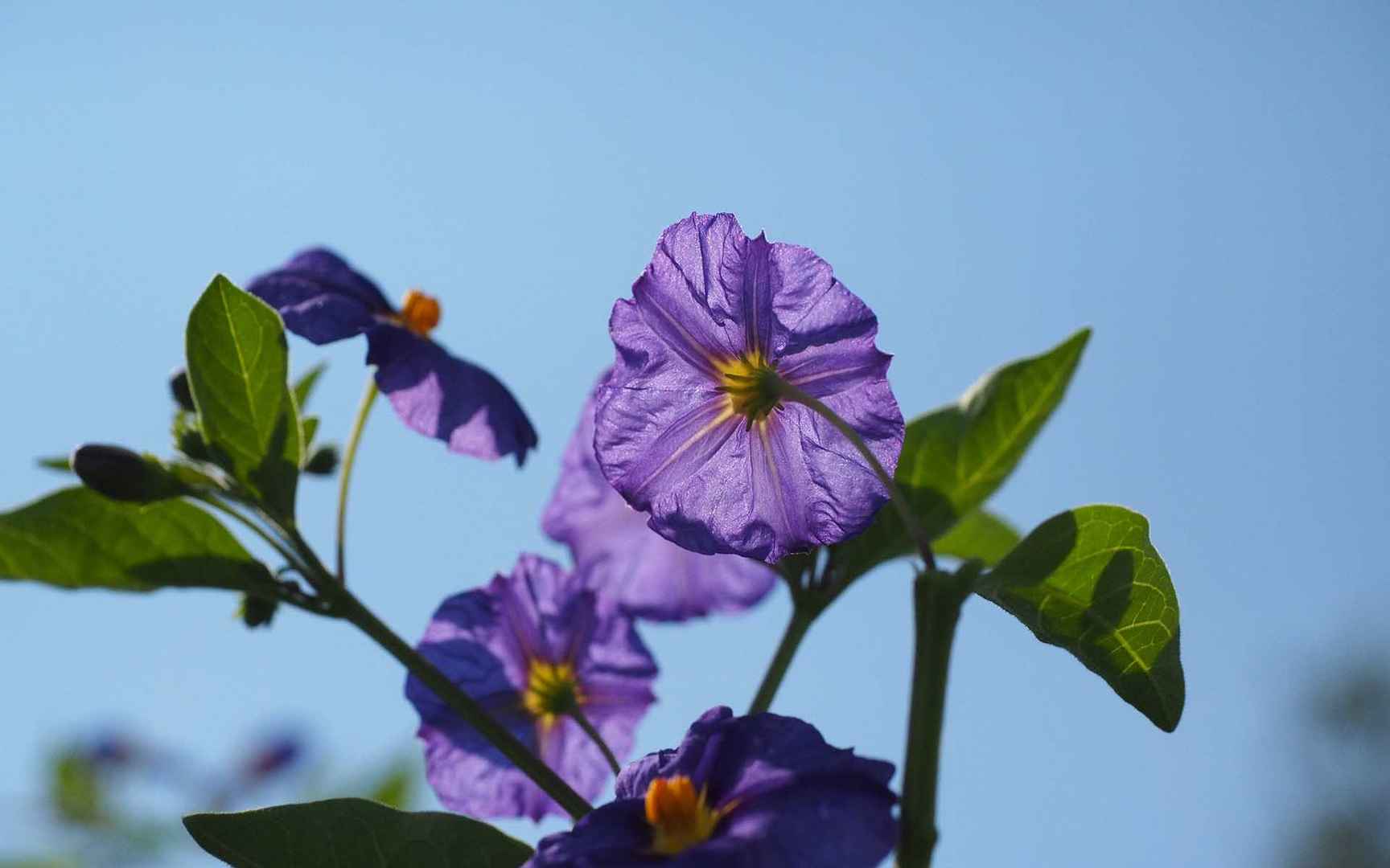 紫色龙胆花图片-