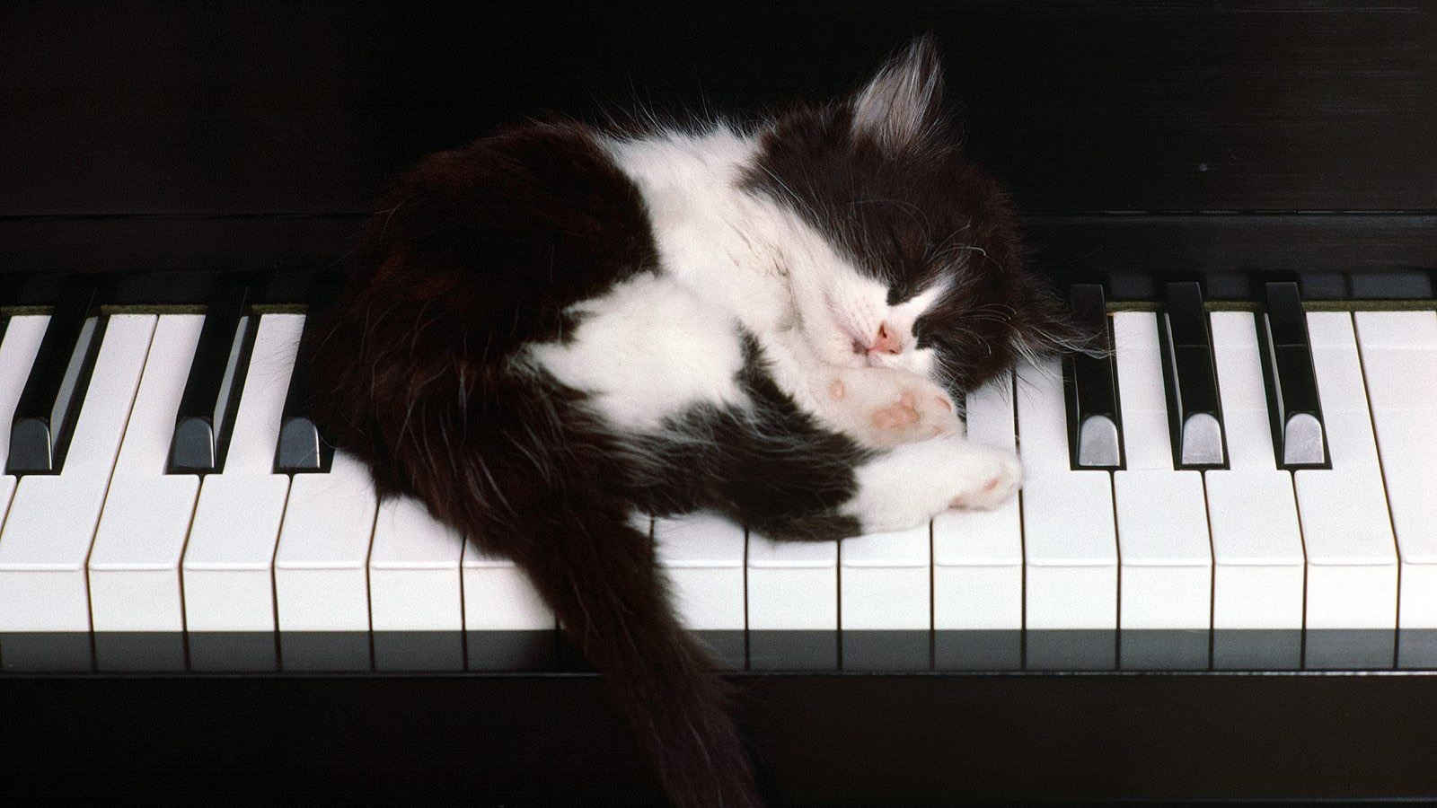 猫与钢琴