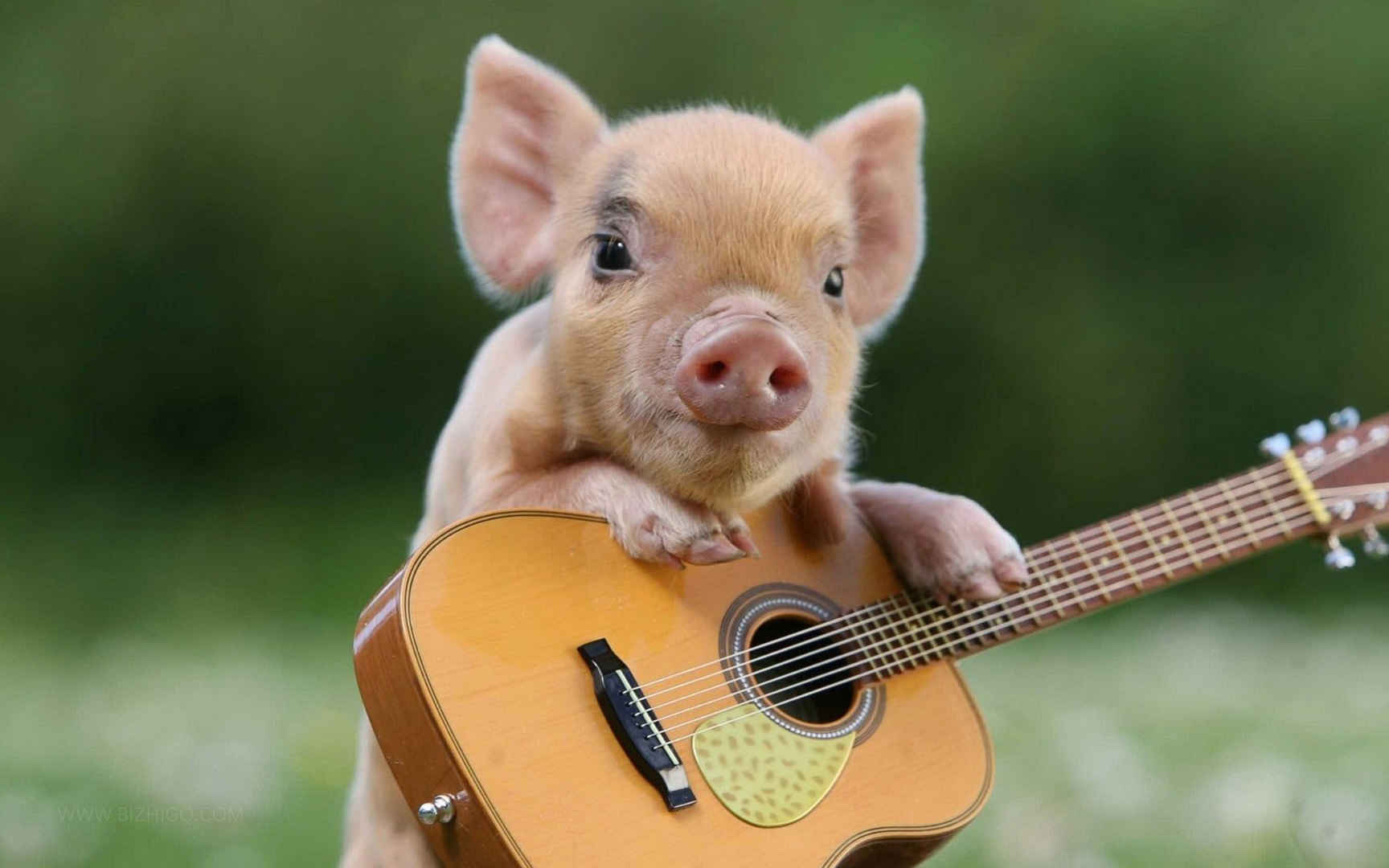 抱着吉他的萌宠小猪桌面壁纸图片