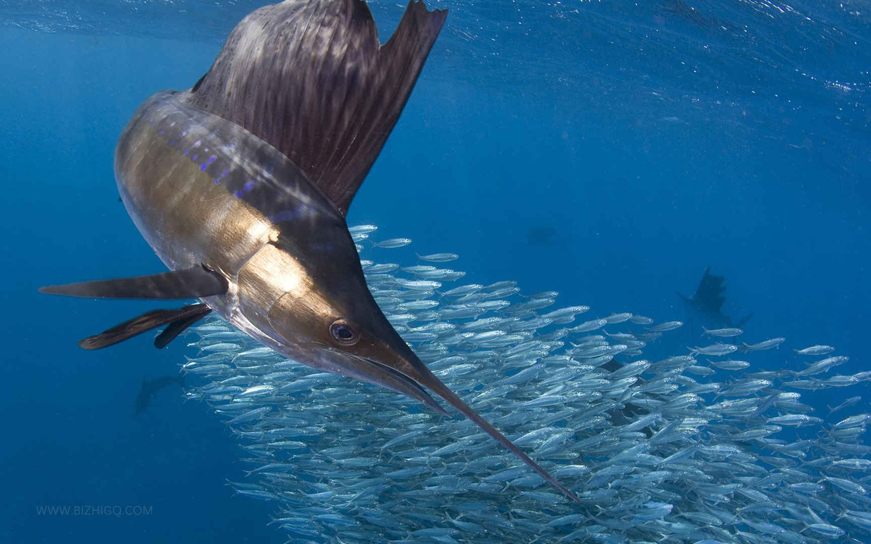 海底世界的鱼群剑鱼高清壁纸图片