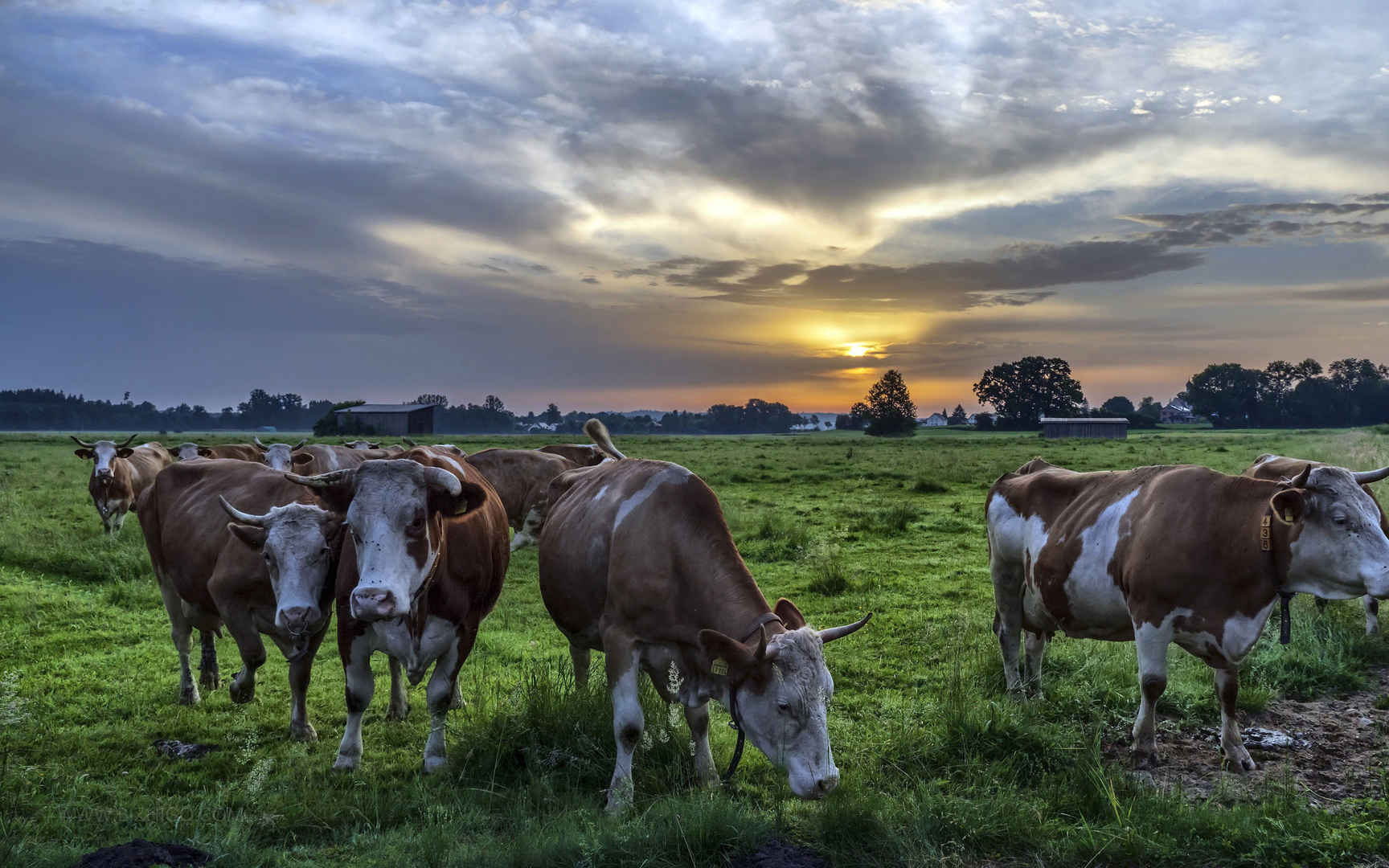 草原上的牛群高清桌面壁纸图片