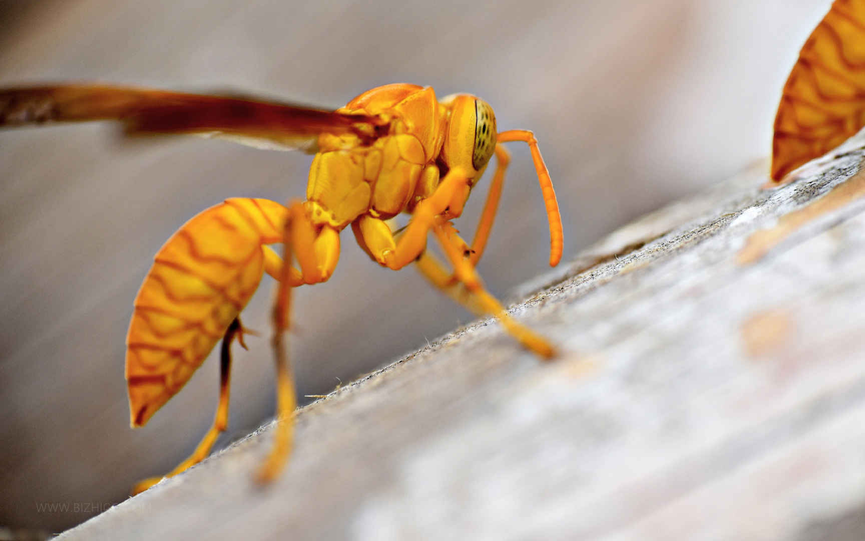 自然界昆虫有毒的黄蜂电脑壁纸