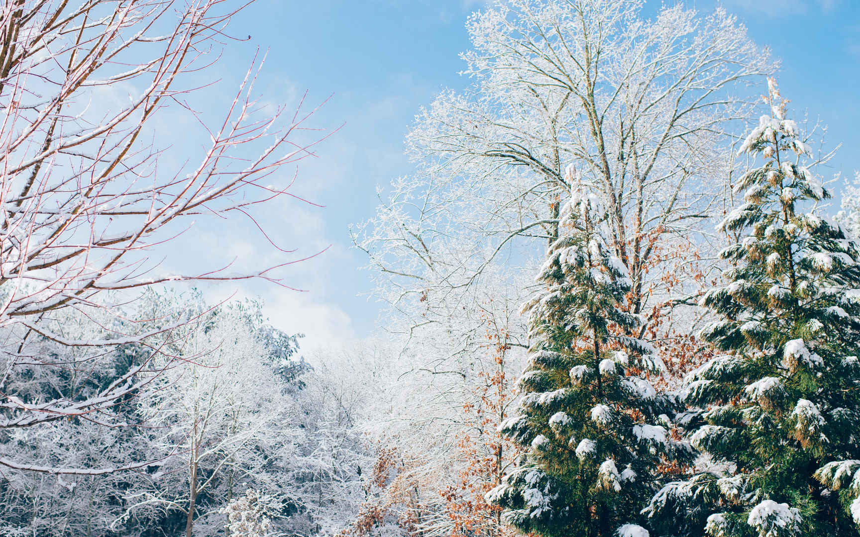 唯美的雪树风景电脑壁纸