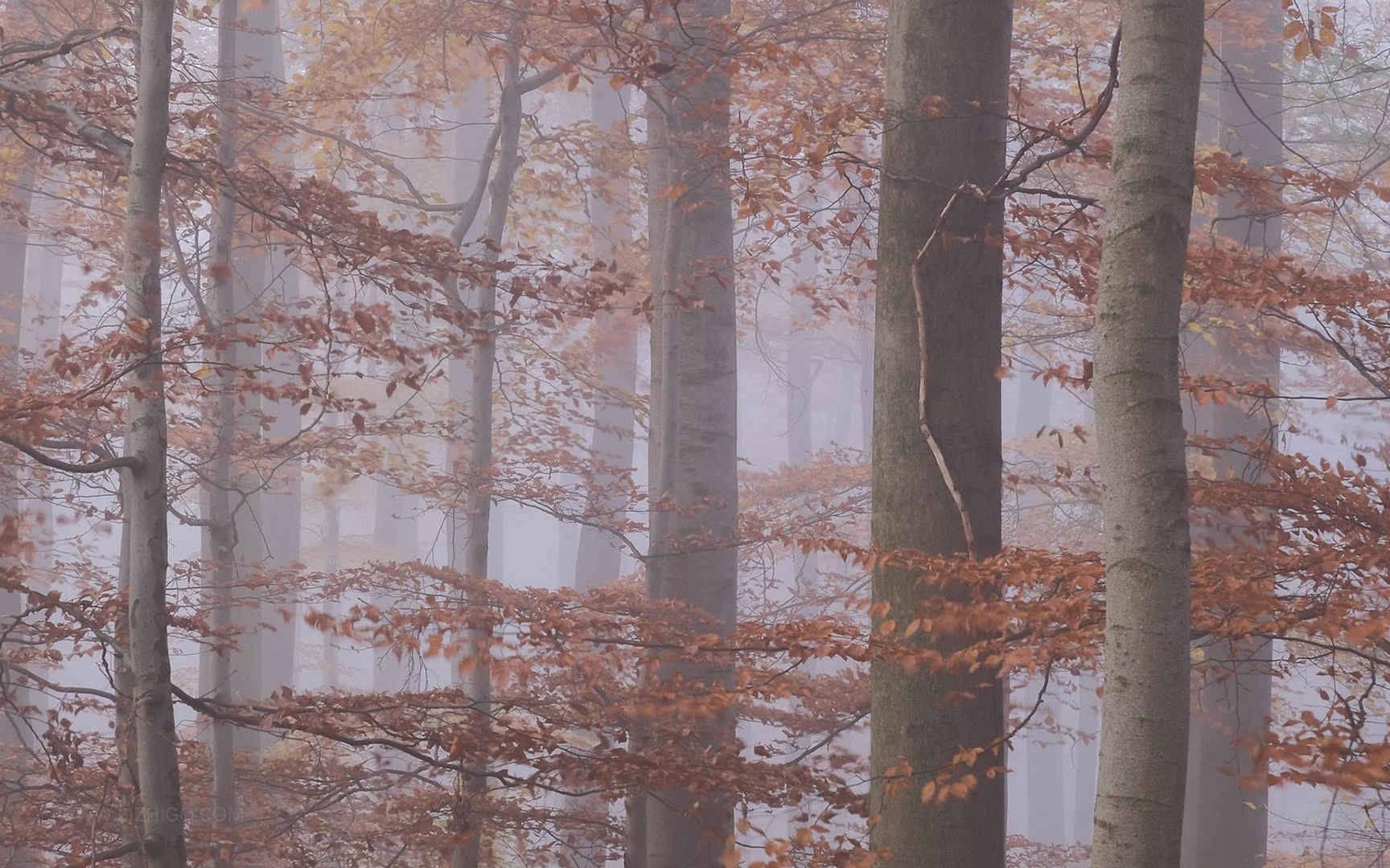秋意正浓的迷雾清晨树林壁纸图片