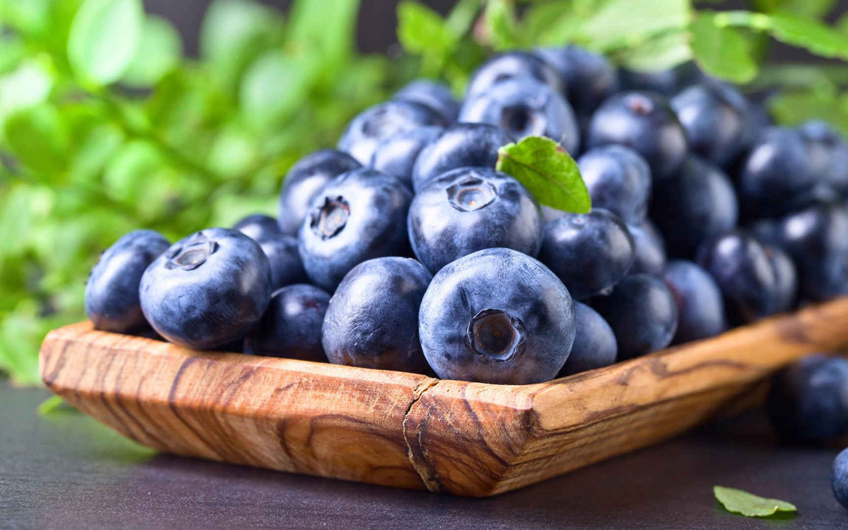 新鲜采摘的蓝莓高清桌面壁纸图片