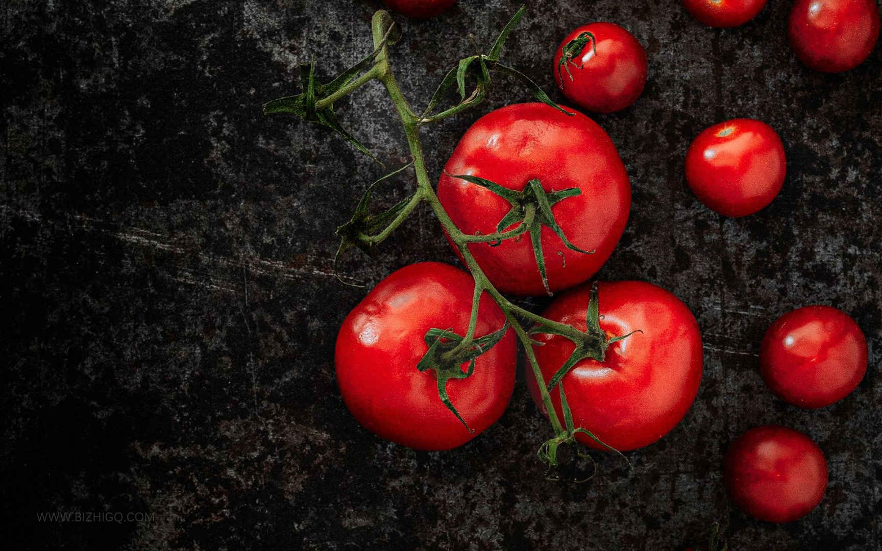 新鲜采摘的西红柿高清桌面壁纸