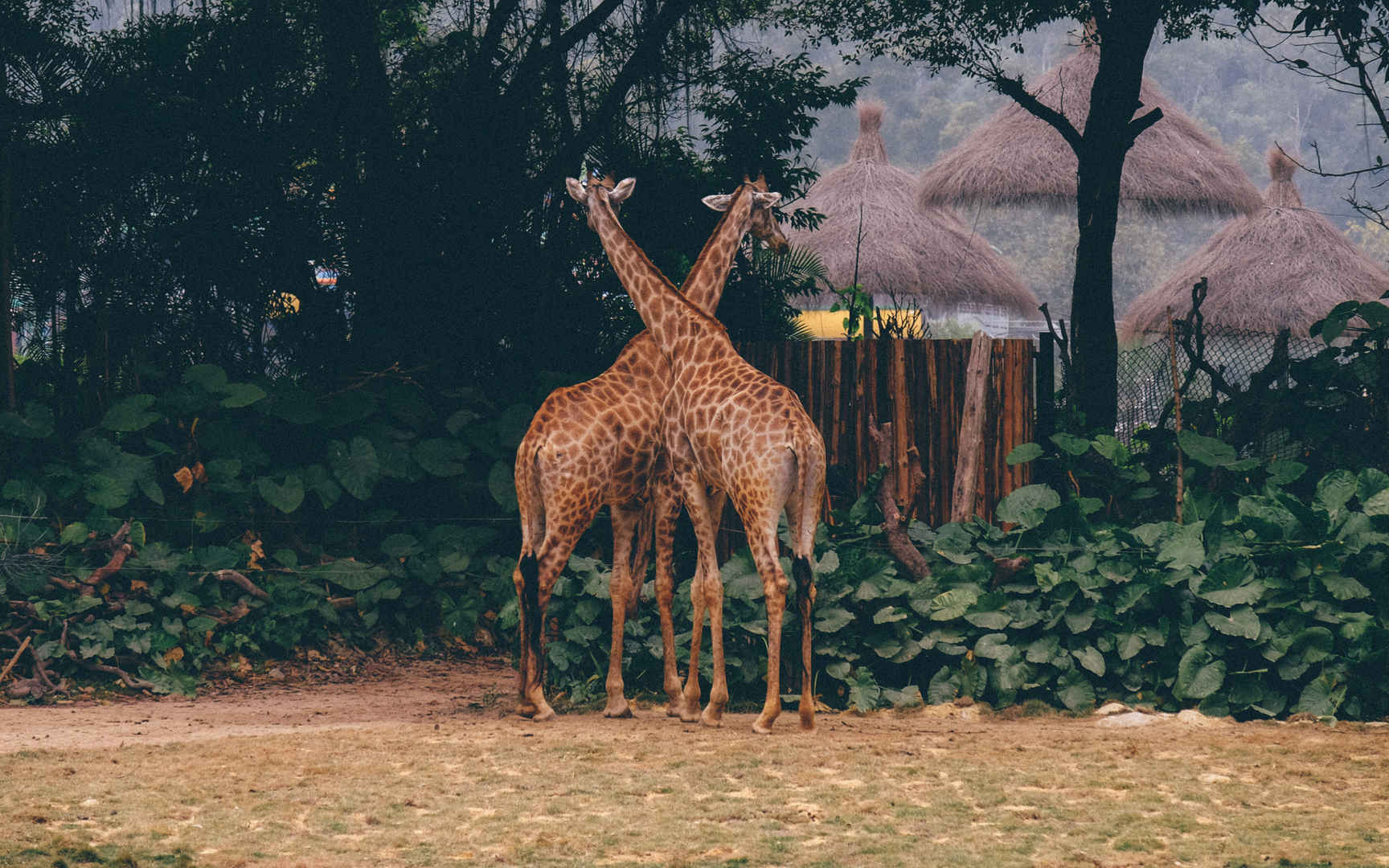 最高的陆生动物长颈鹿电脑壁纸