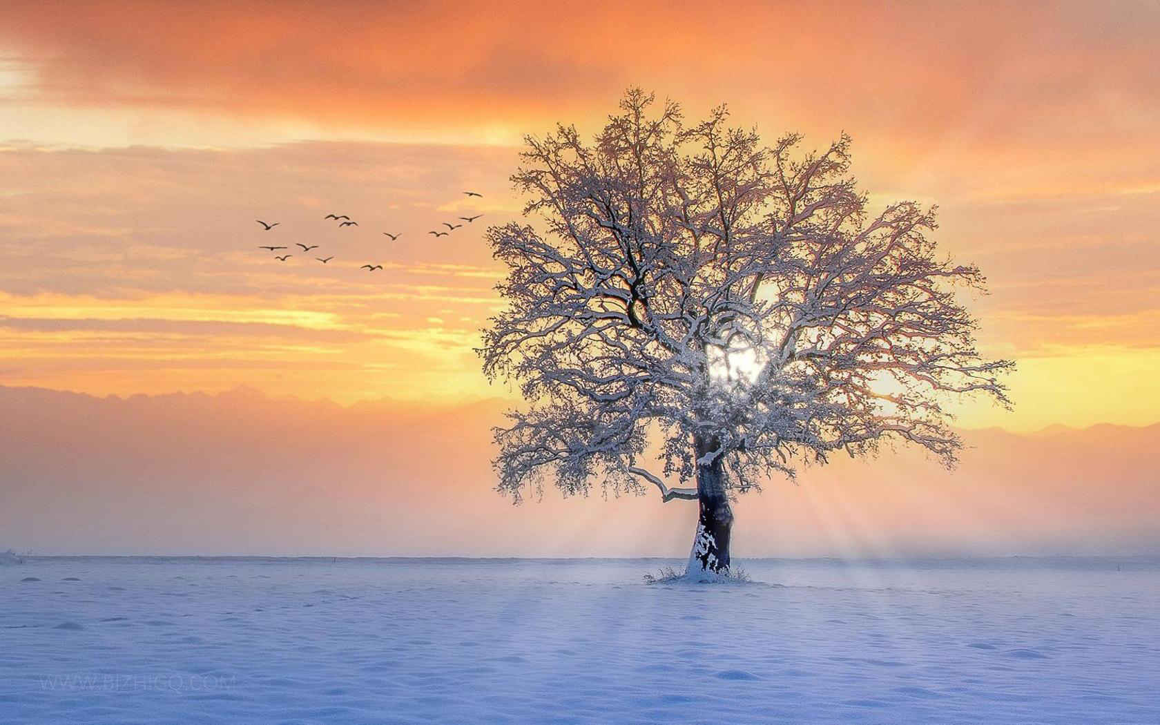 冬天雪景大树图片