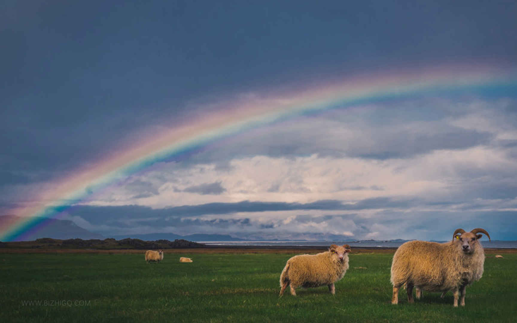 彩虹草原绵羊风景图电脑壁纸
