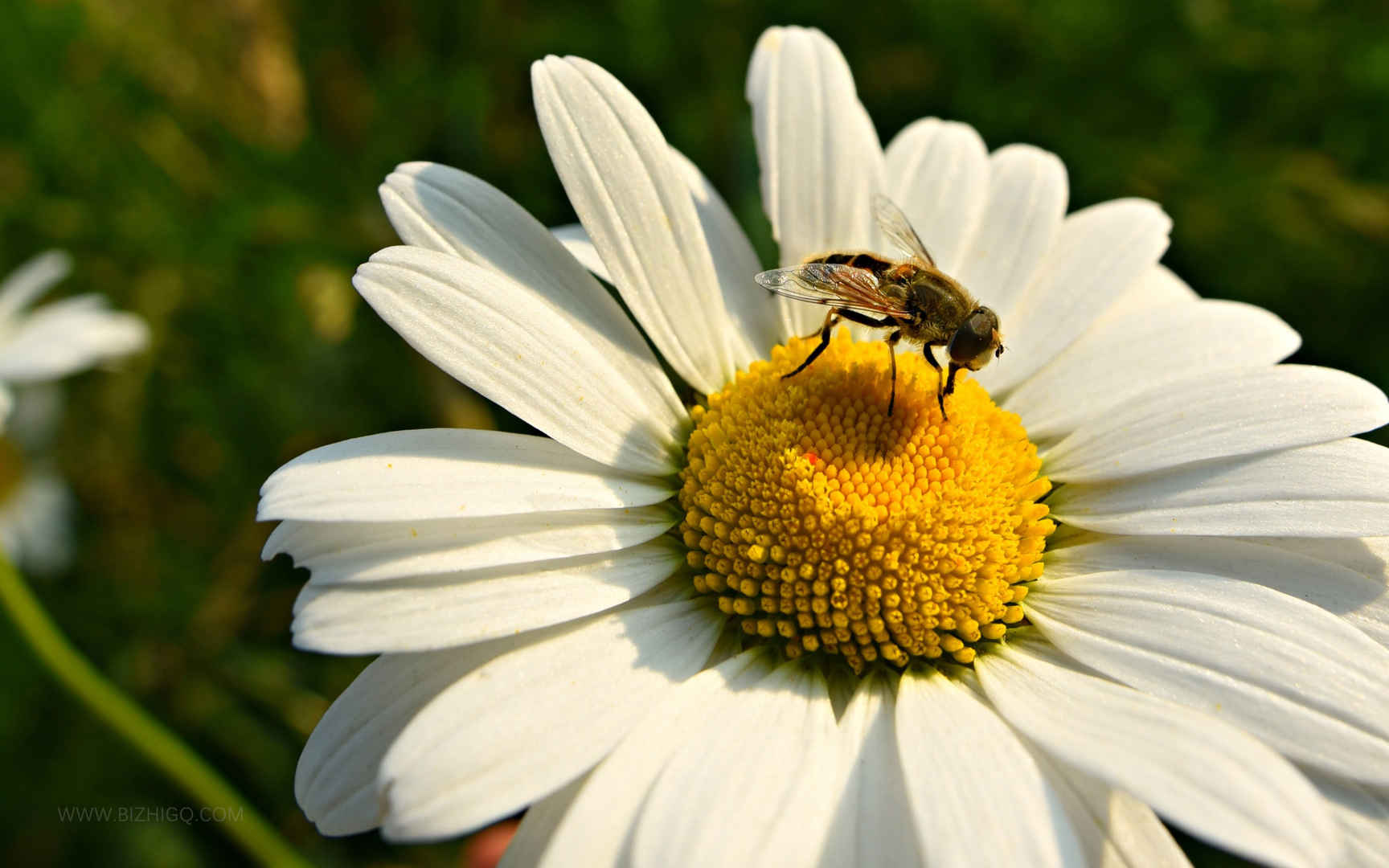 花丛中采蜜的蜜蜂电脑壁纸