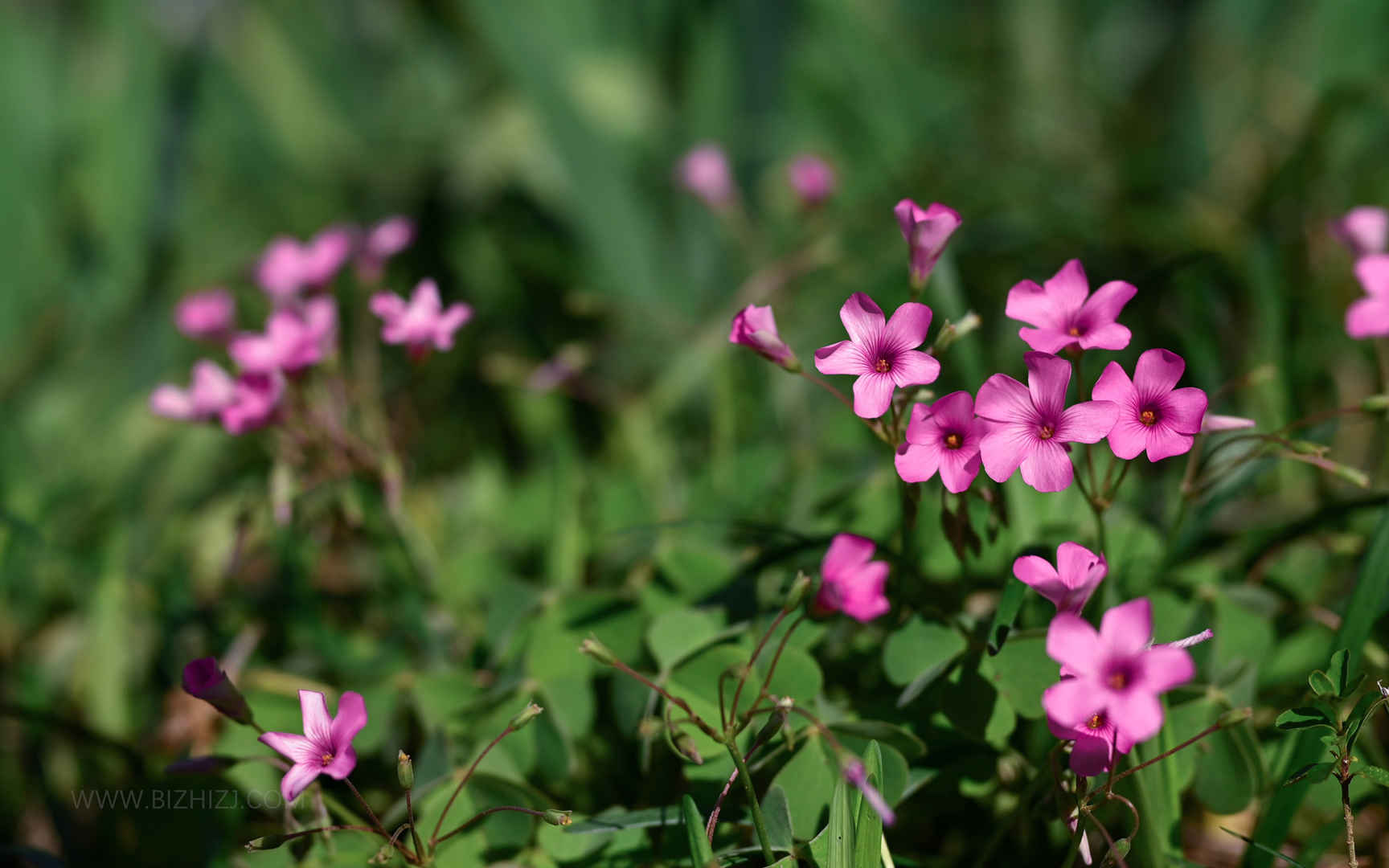 户外美丽的植物粉色花朵