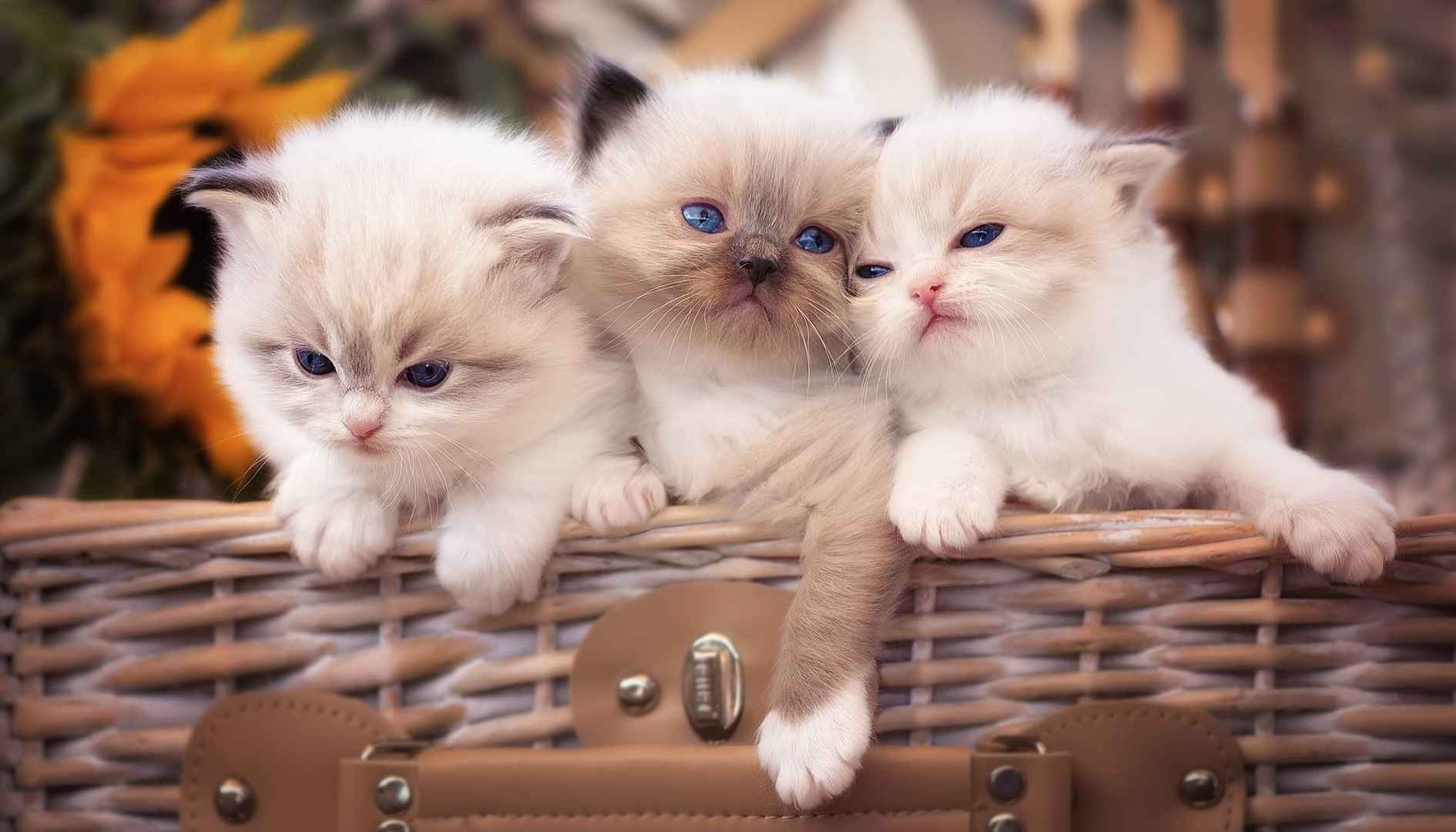 3只白色小猫咪蠢萌图片