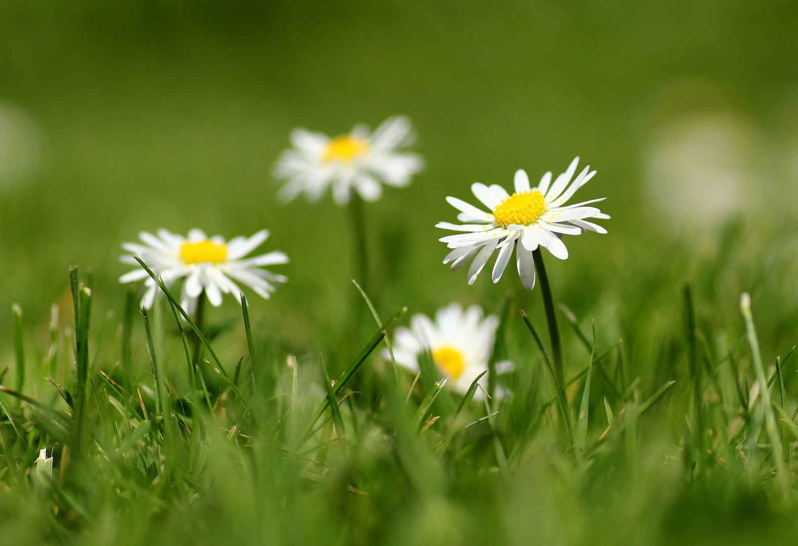 绿色草地白色雏菊花图片