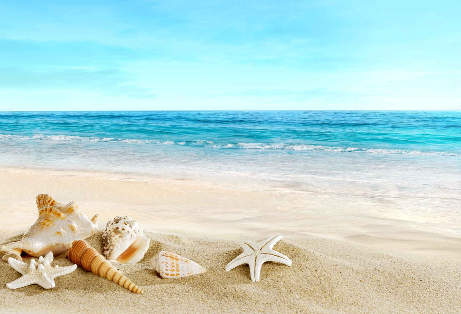 大海贝壳海星沙滩的图片