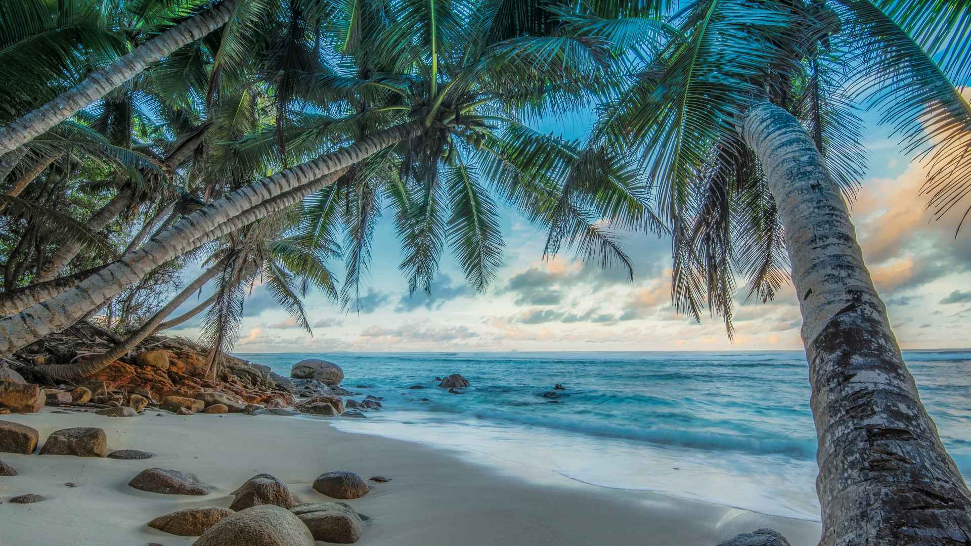 海边椰树风景图片