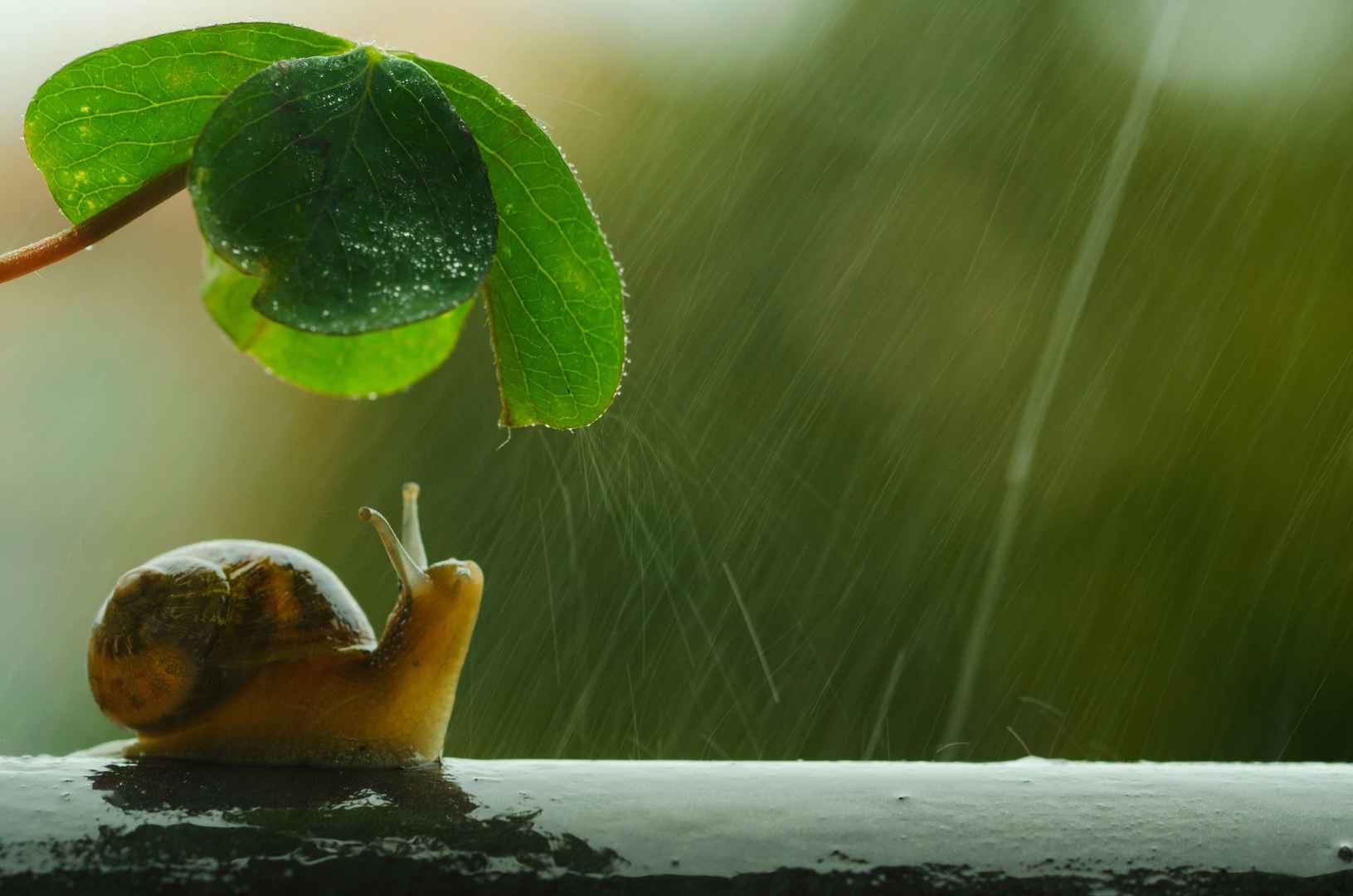 下雨天蜗牛躲在叶子下图片