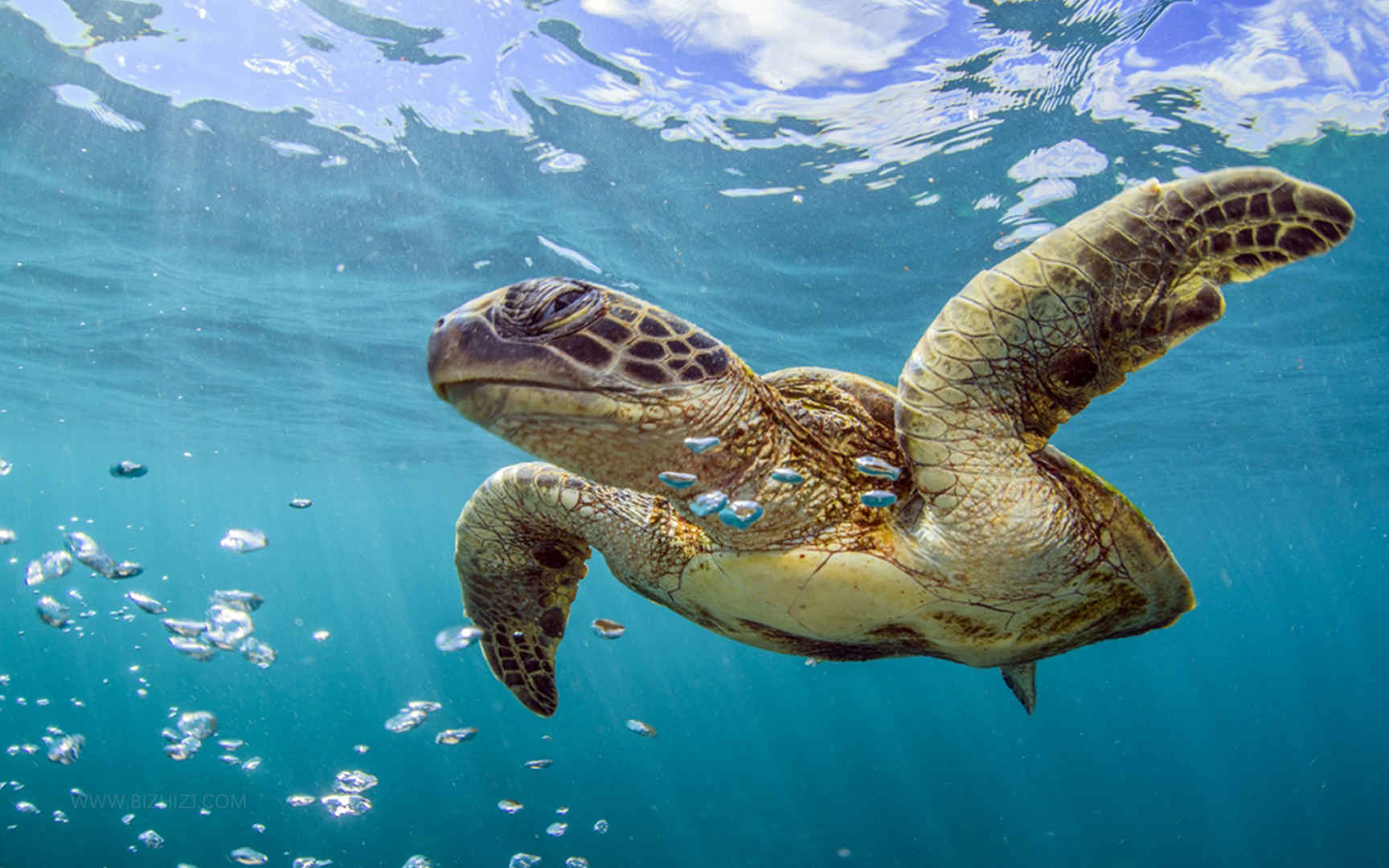 遨游在海中的海龟-