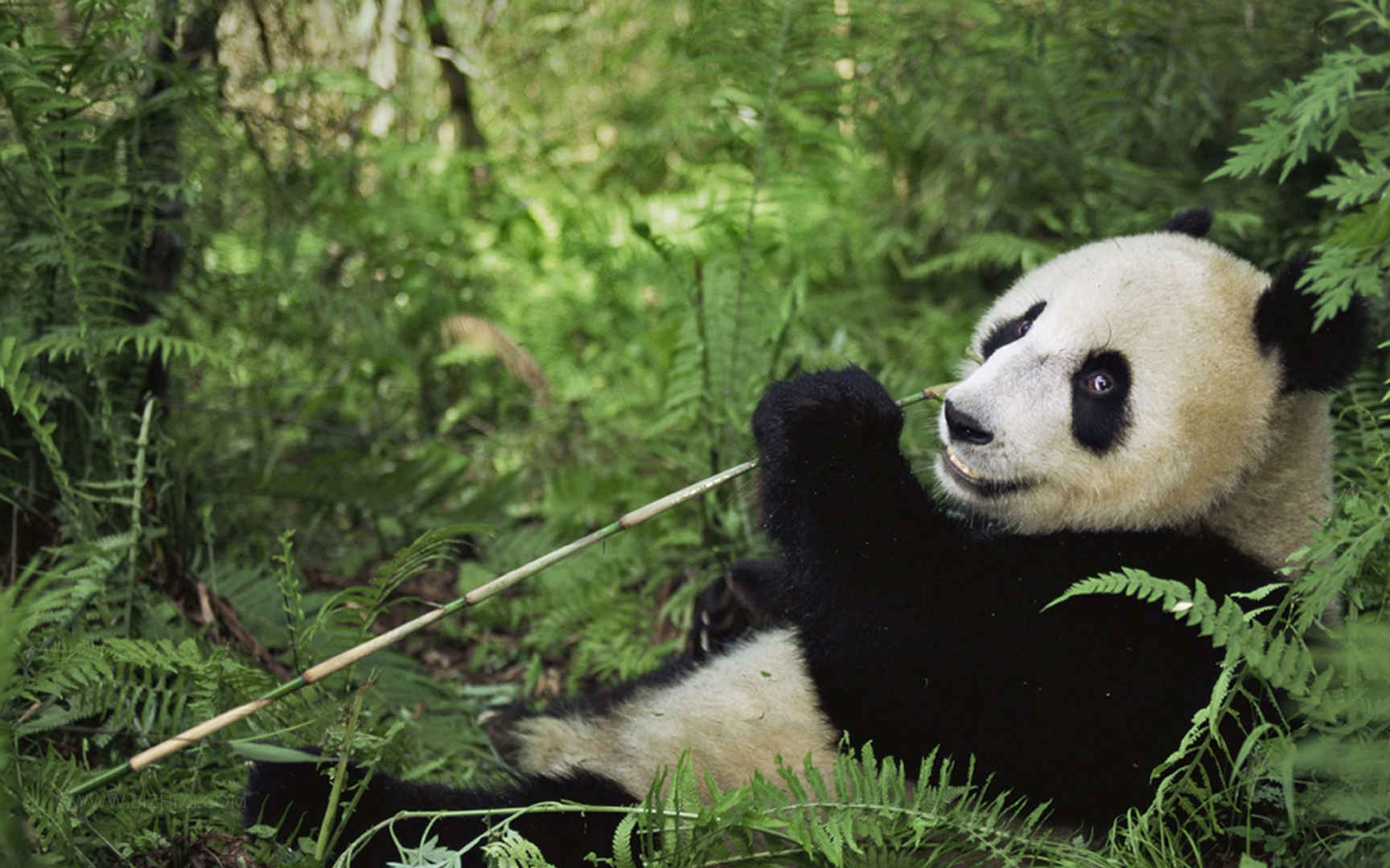 中国国宝大熊猫-