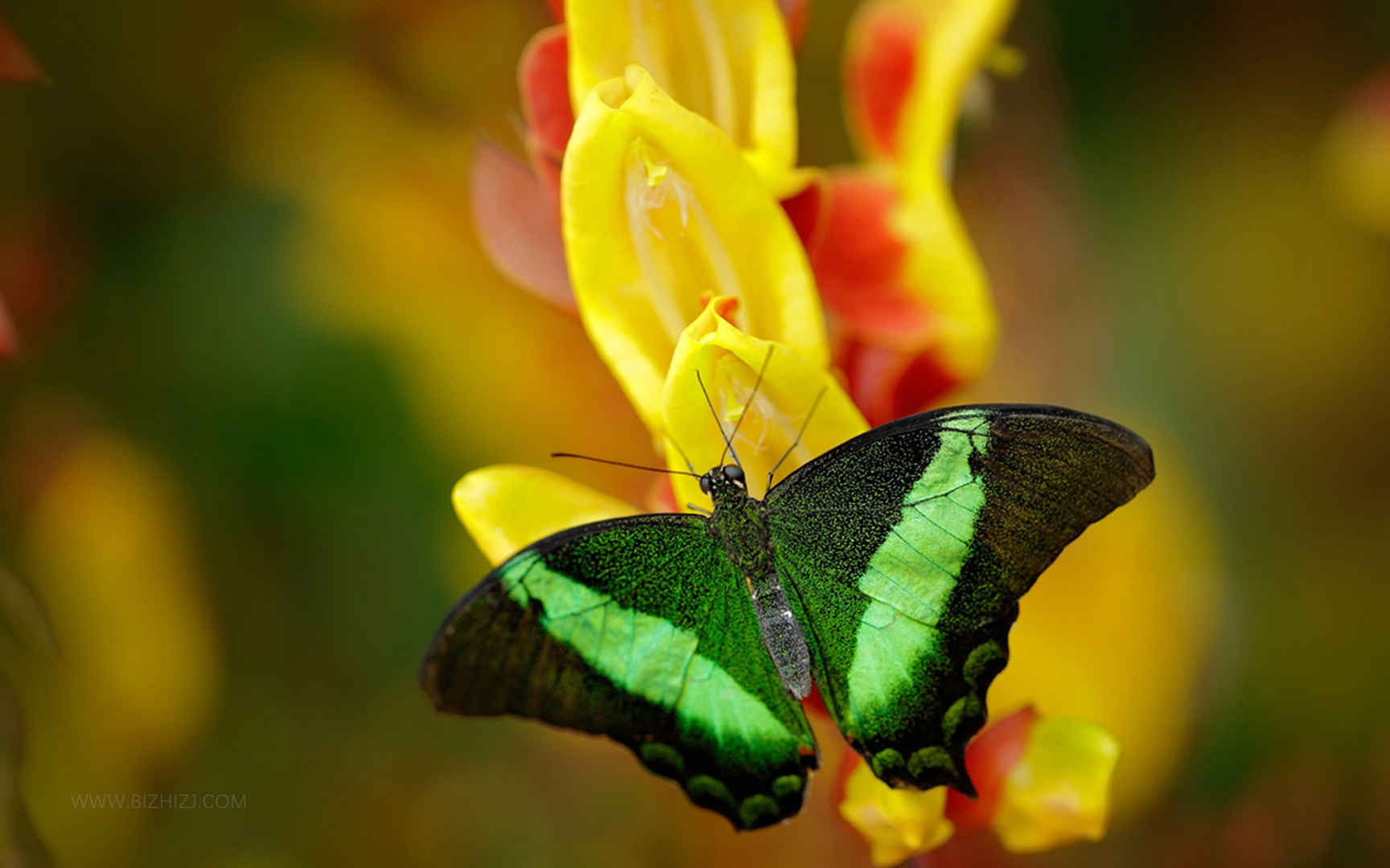 绿色美丽的凤蝶-