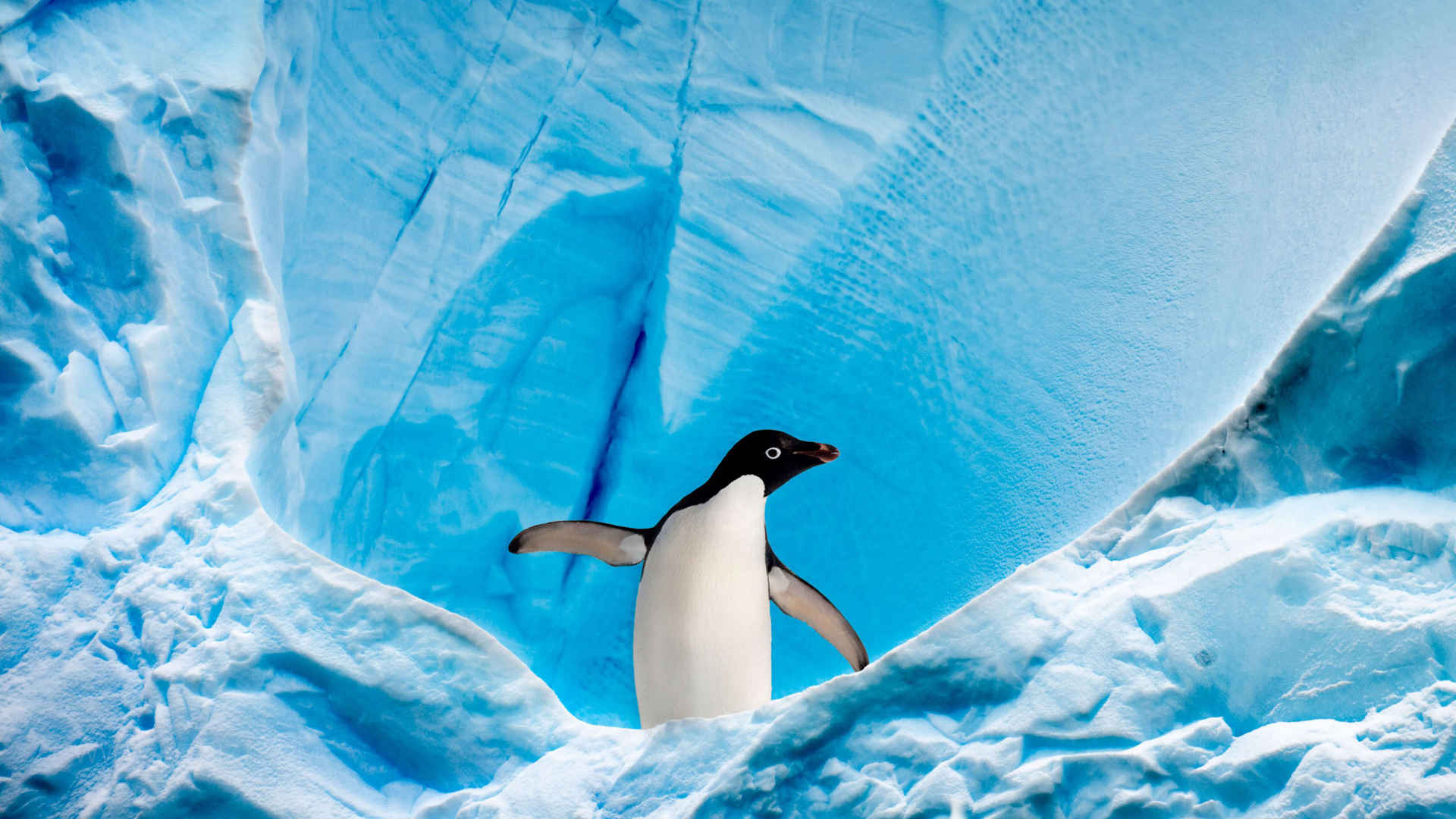 极地企鹅一个人呆着很舒心图片