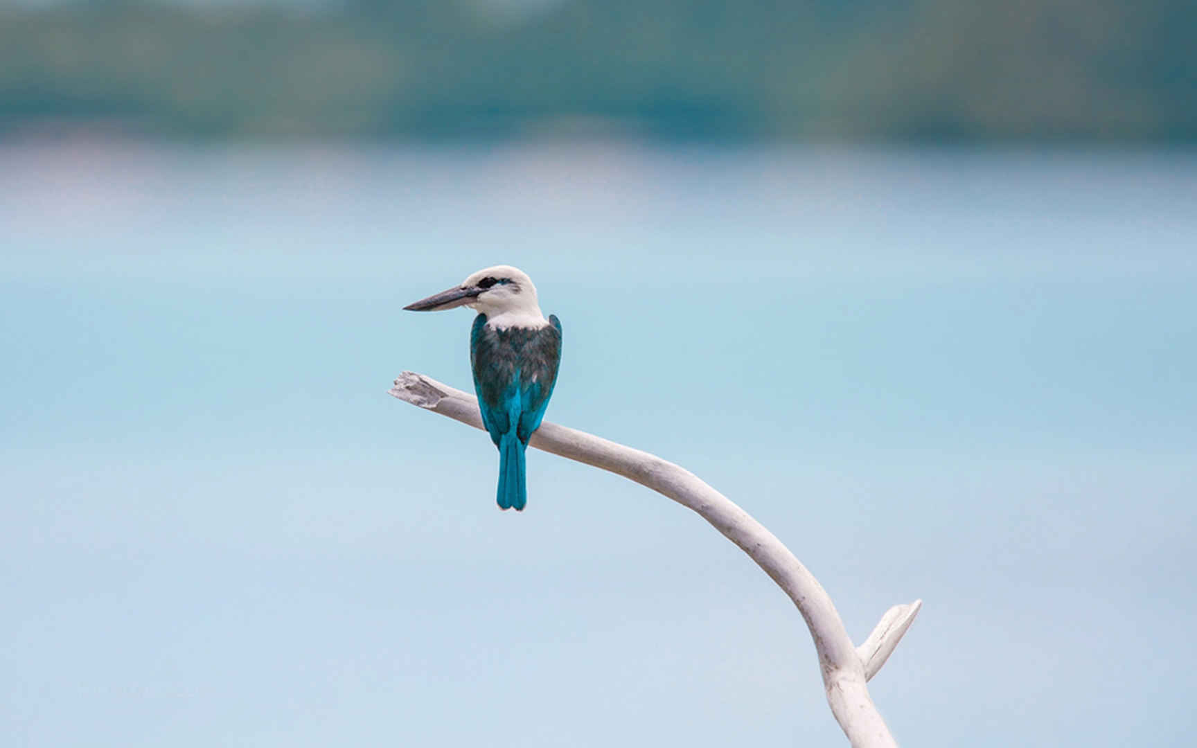 哈马黑拉岛的小鸟-