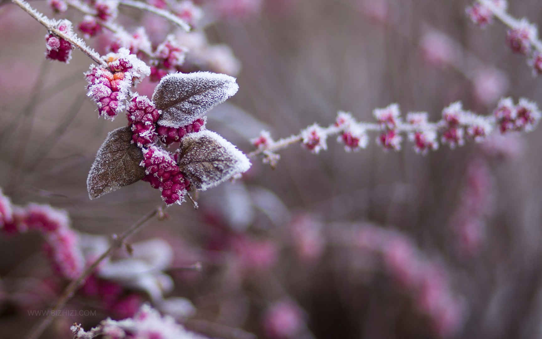 花朵冬季挂霜